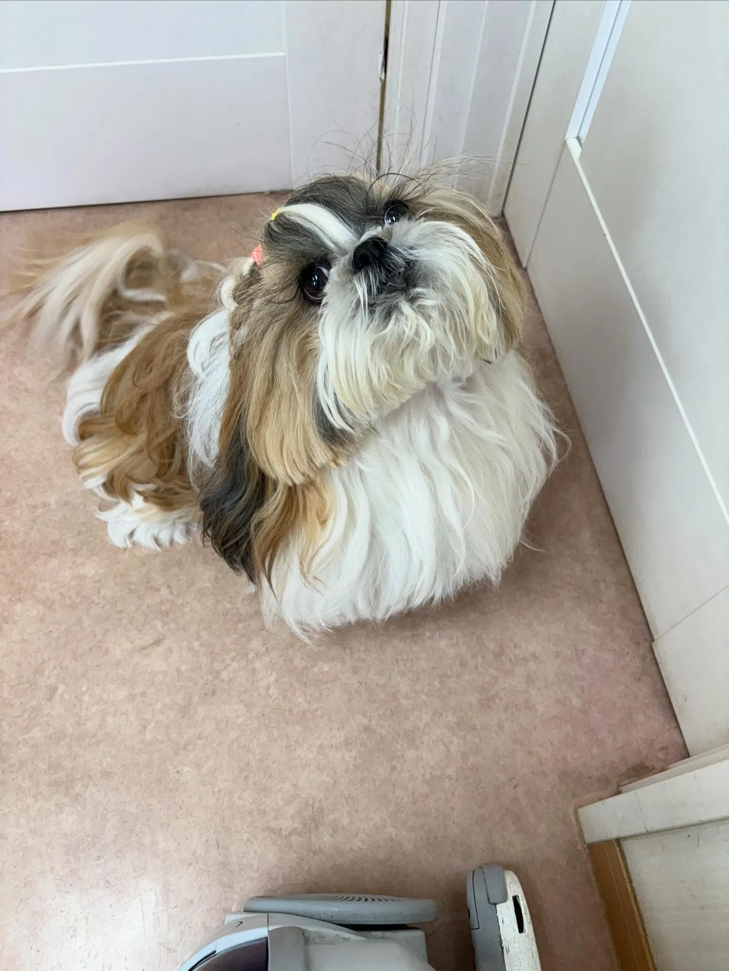 犬のシャンプー🫧