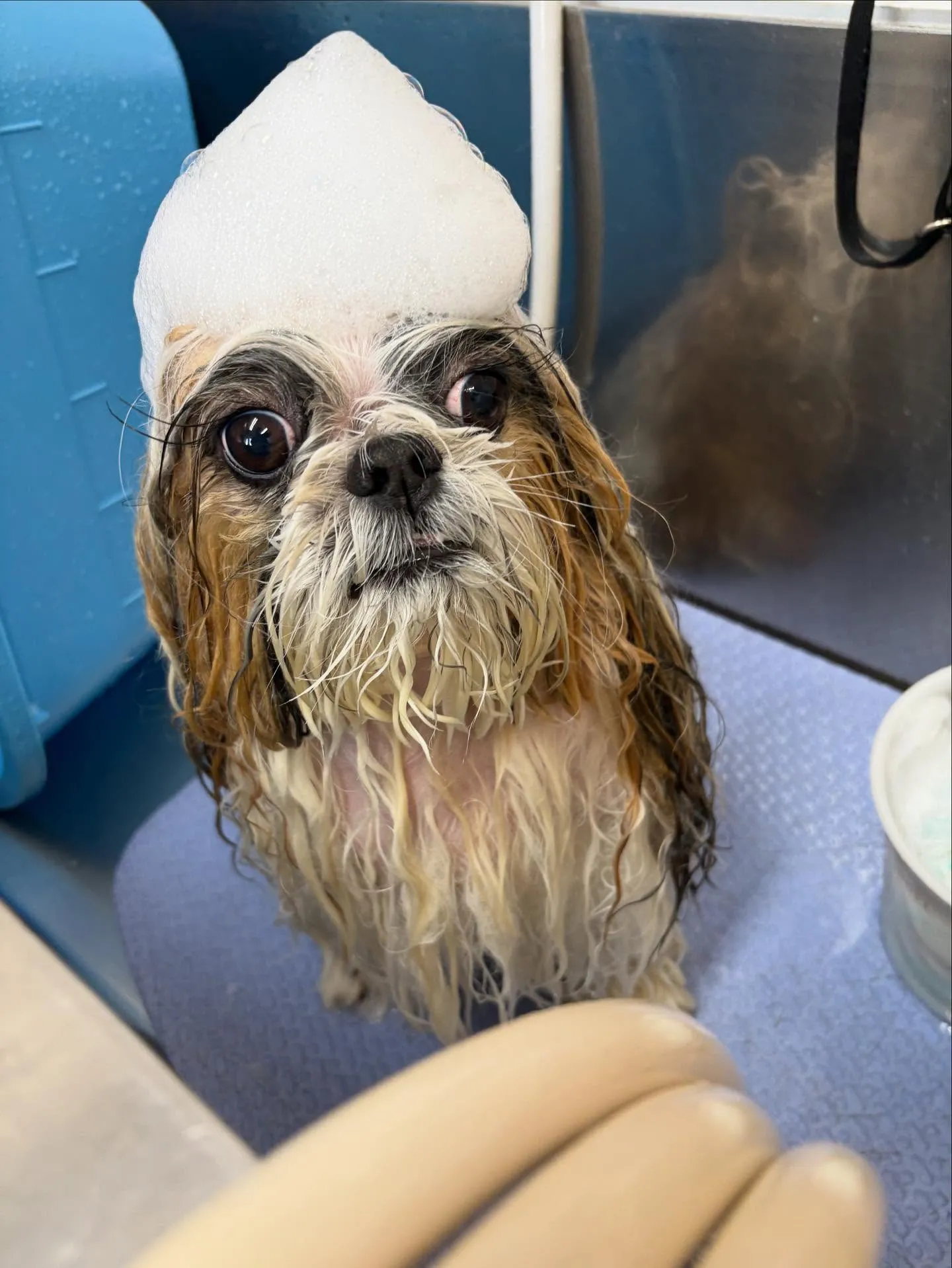 犬のシャンプー🫧