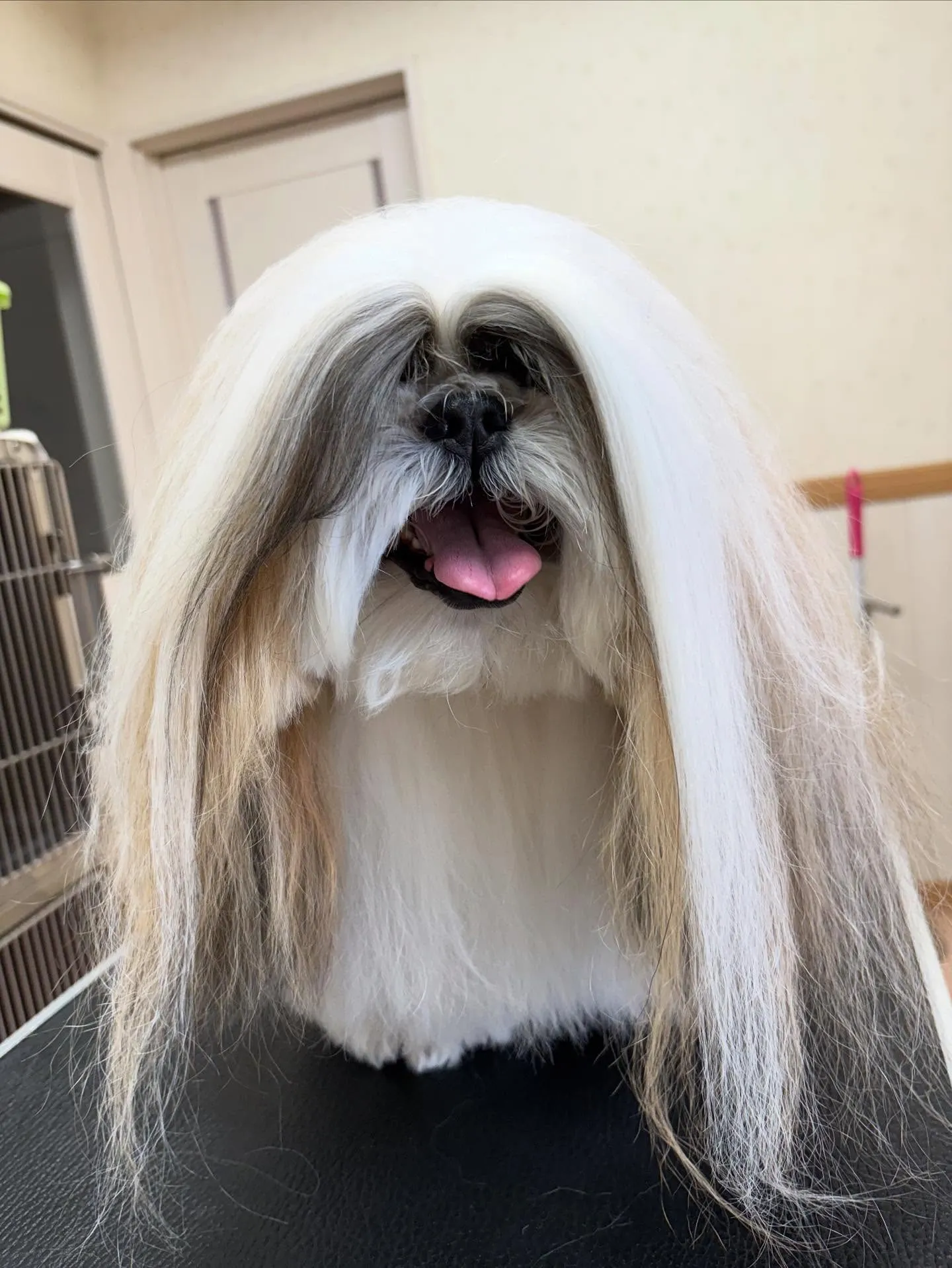 犬のシャンプー🫧