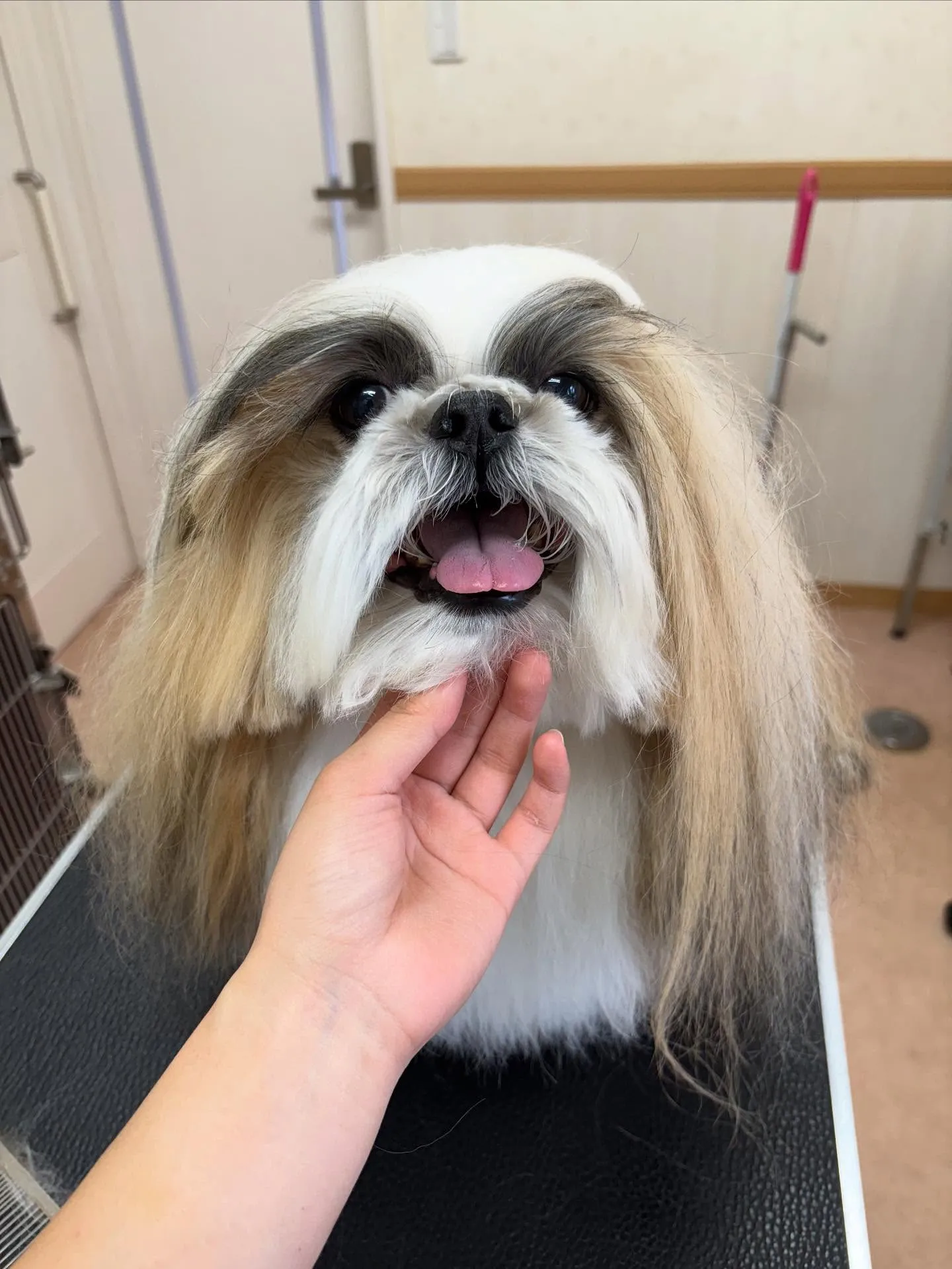 犬のシャンプー🫧