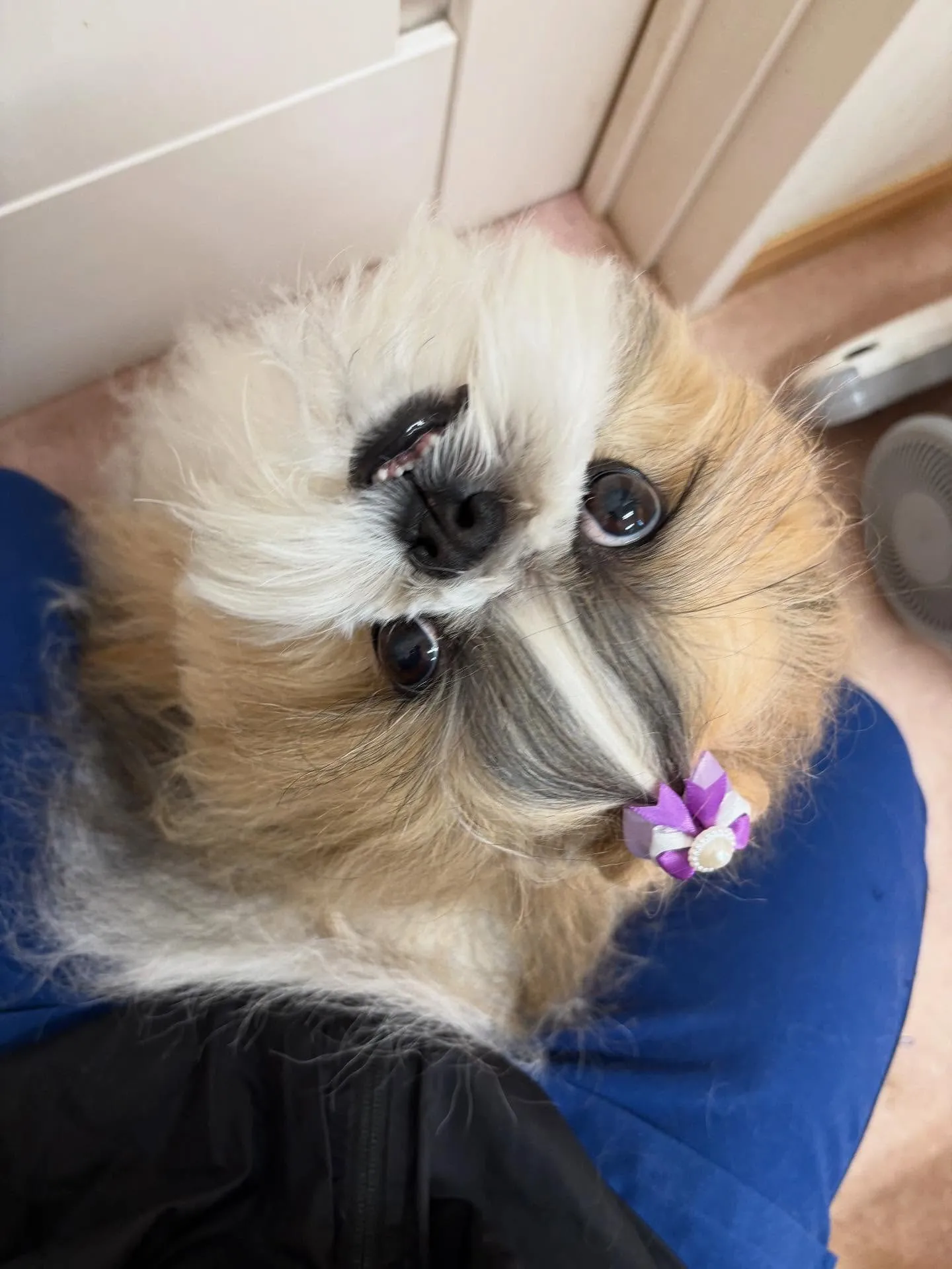 犬のシャンプー🫧