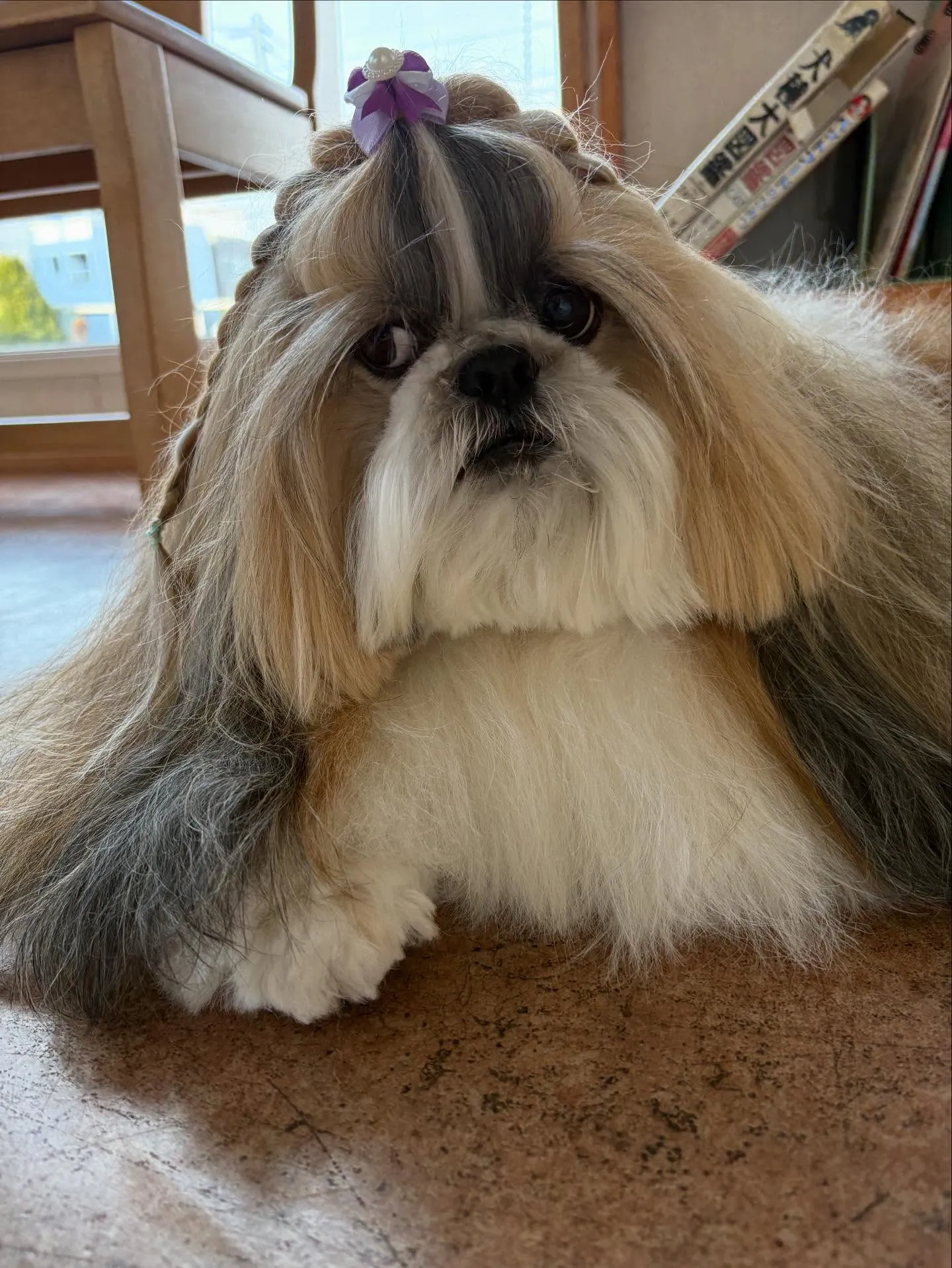 犬のシャンプー🫧