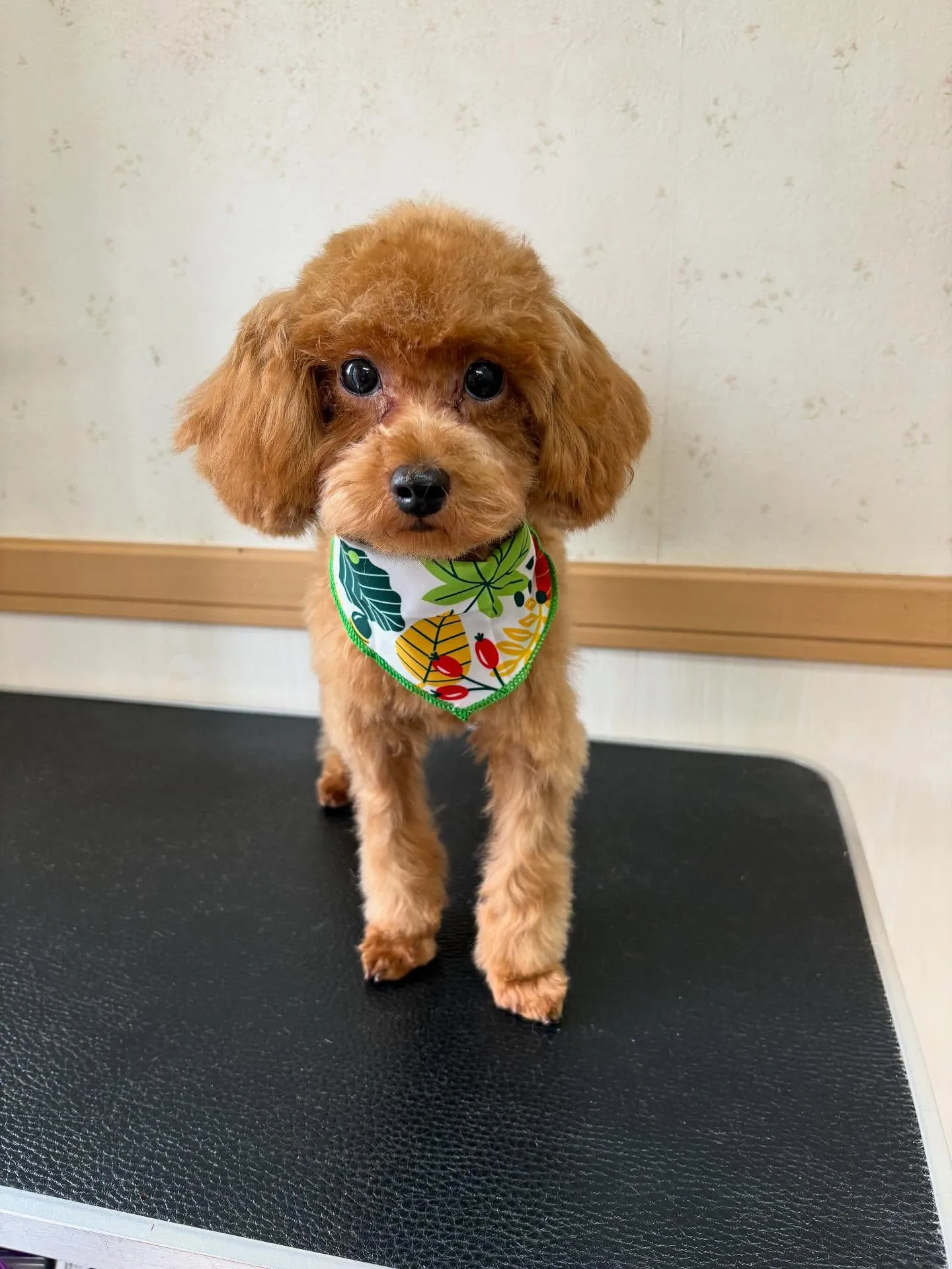 犬のトリミング✂️