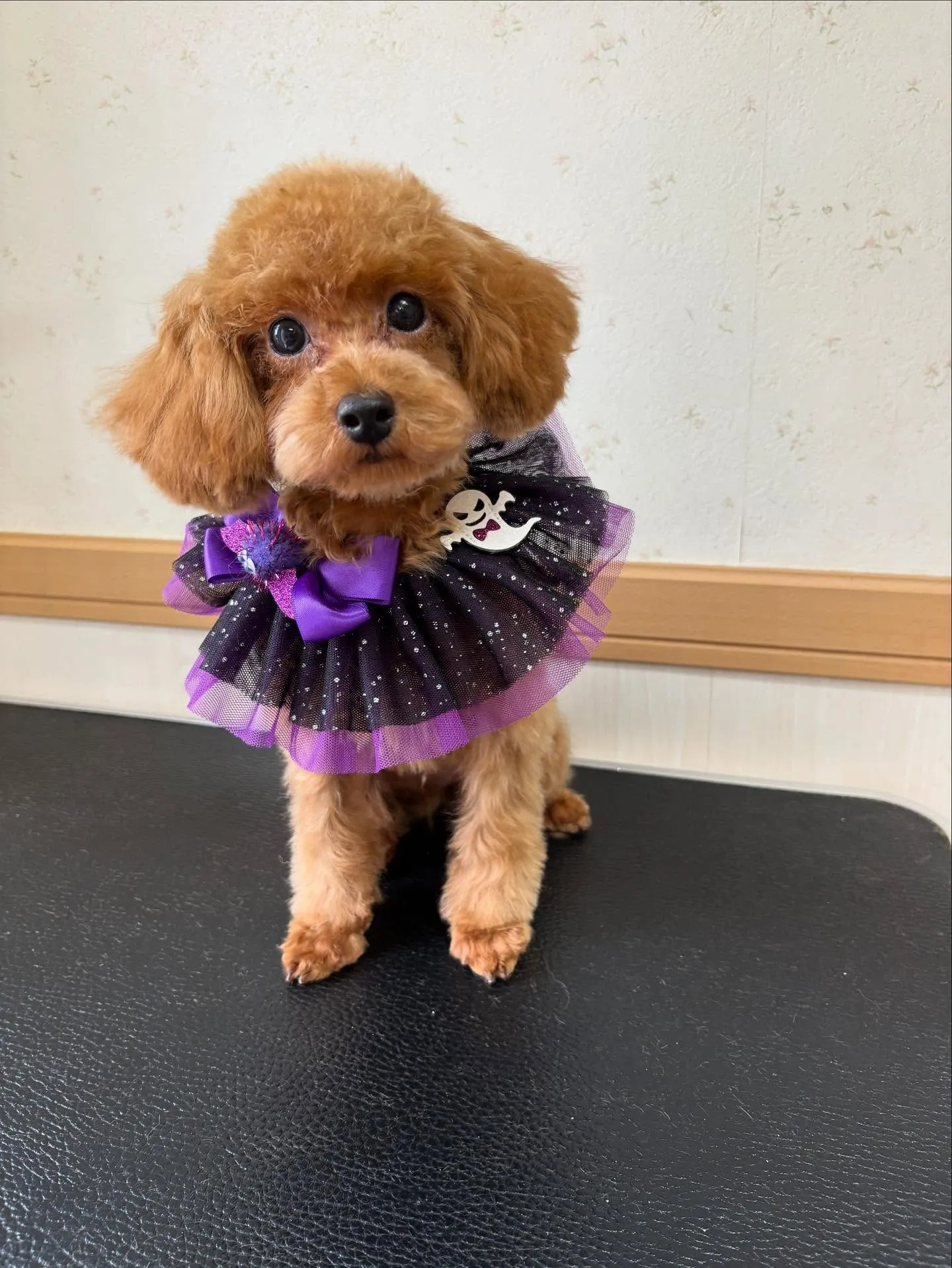 犬のトリミング✂️