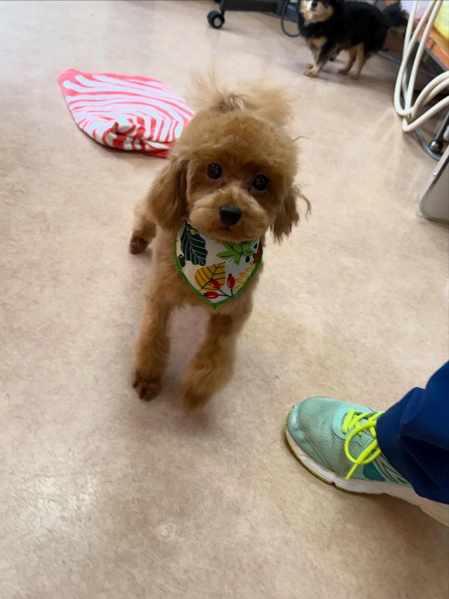 犬のトリミング✂️