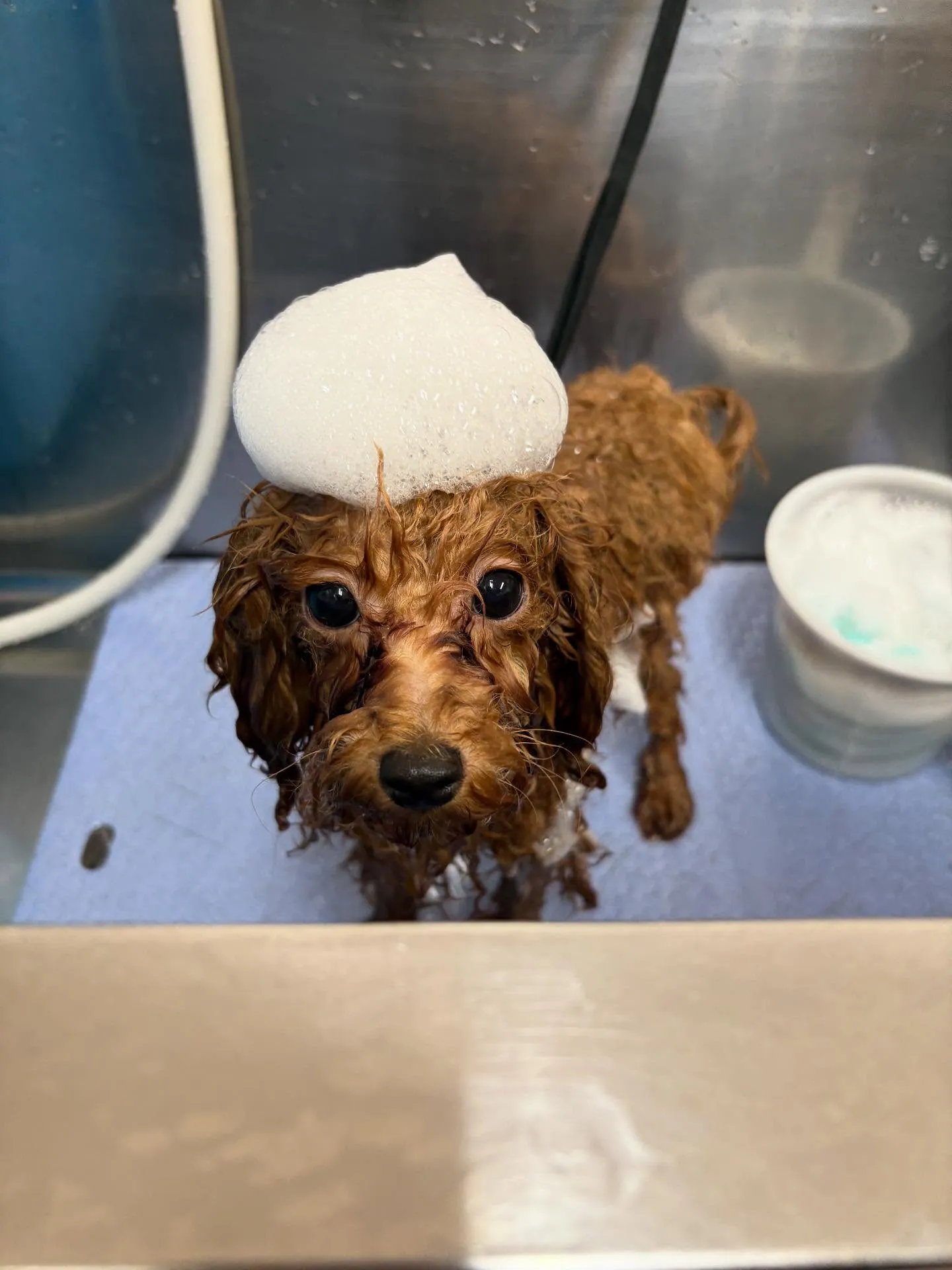 犬のトリミング✂️