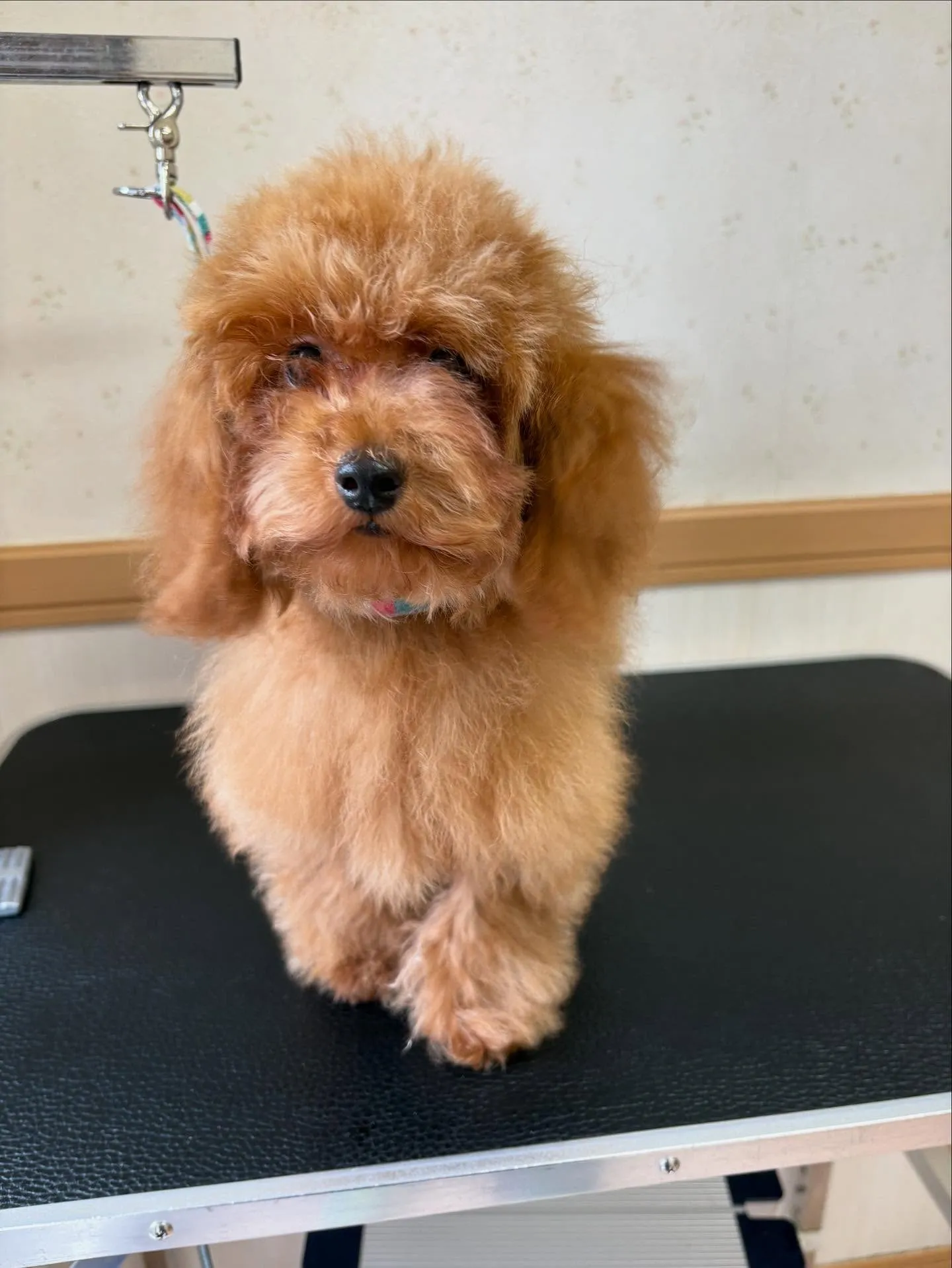 犬のトリミング✂️