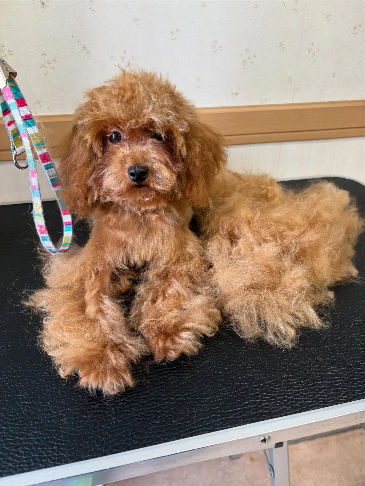 犬のトリミング✂️