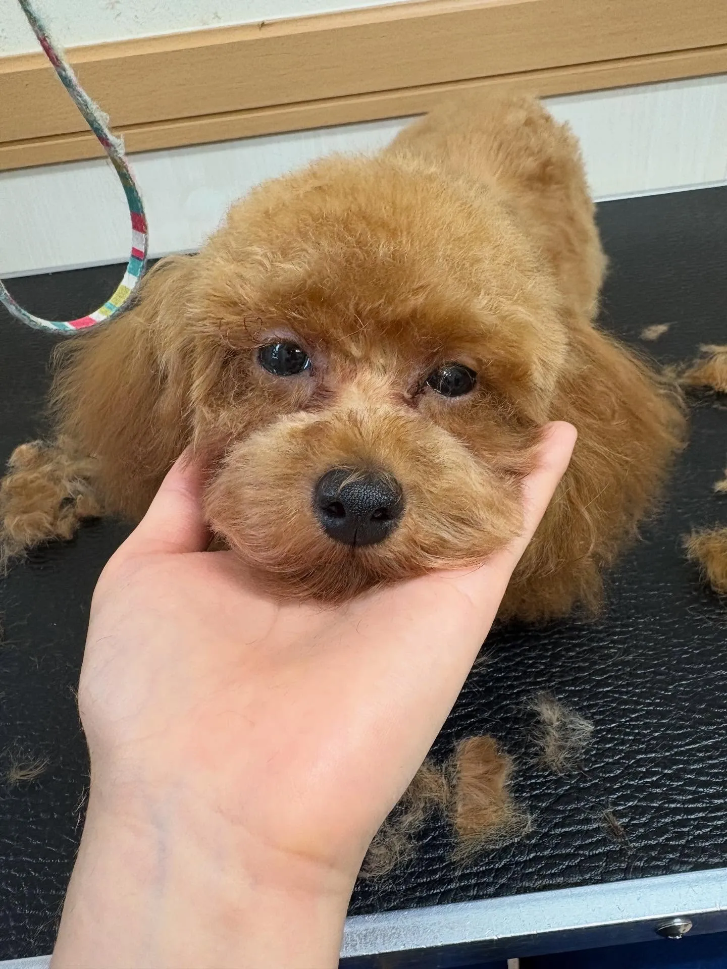 犬のトリミング✂️