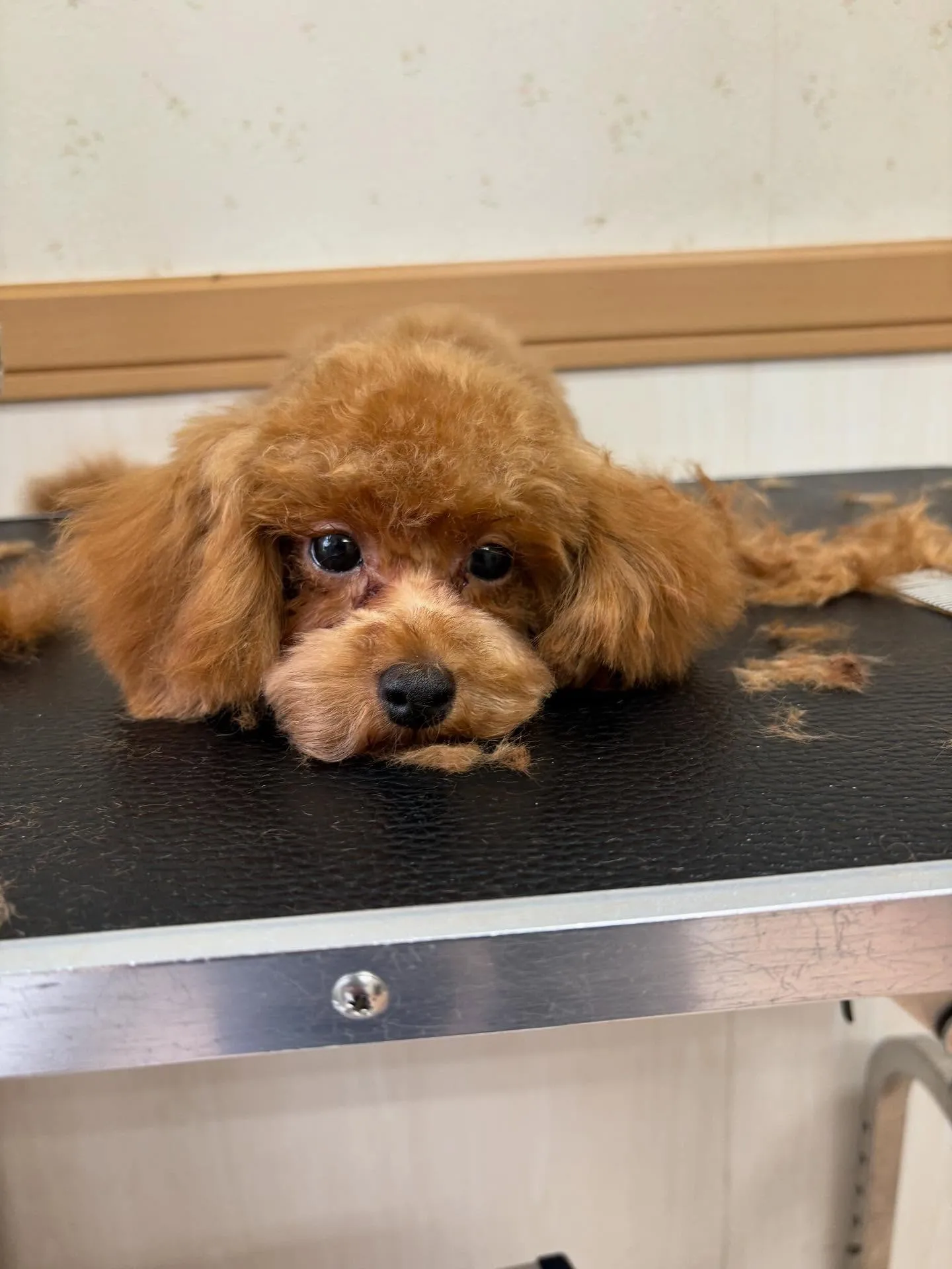 犬のトリミング✂️