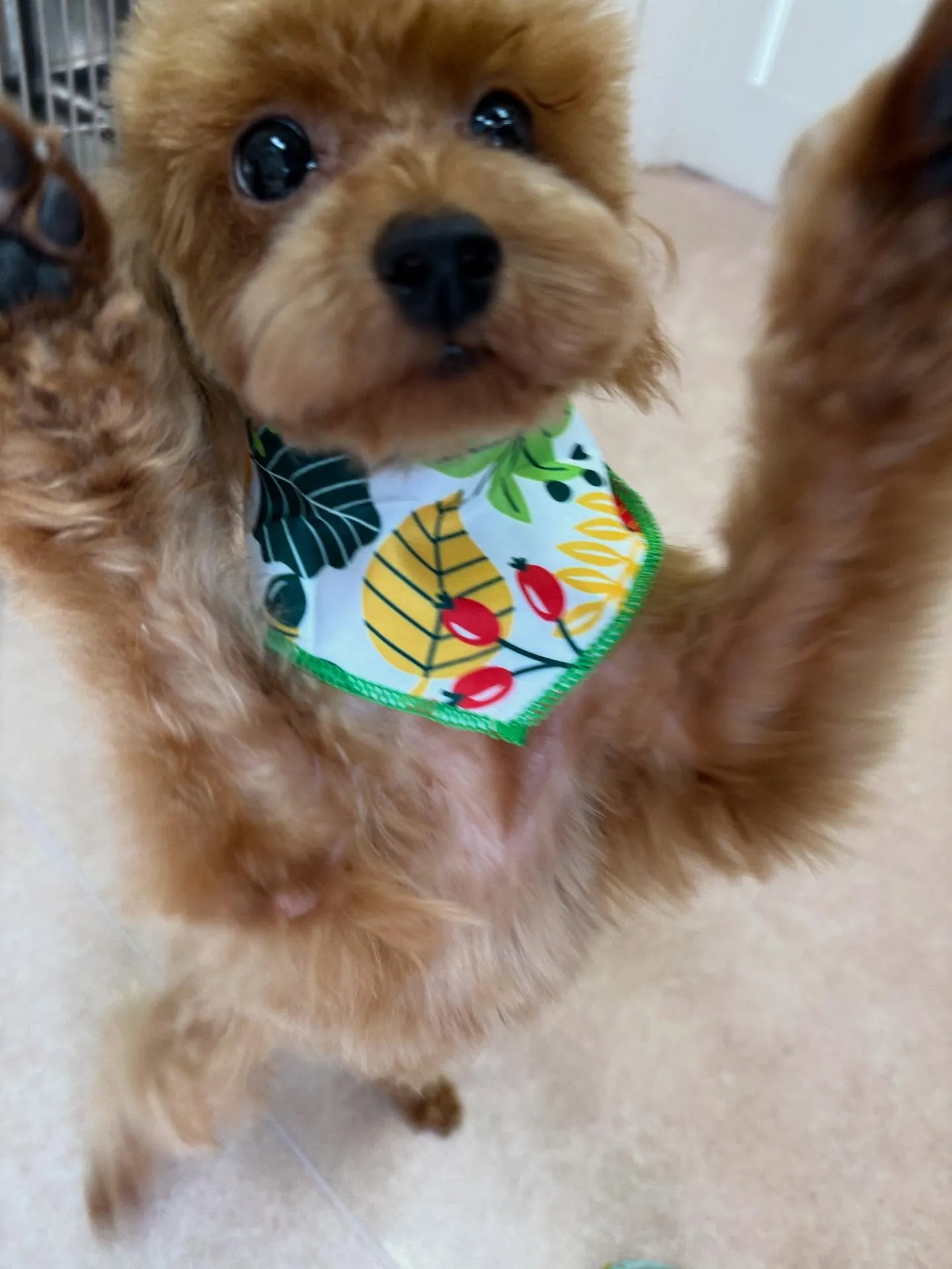 犬のトリミング✂️