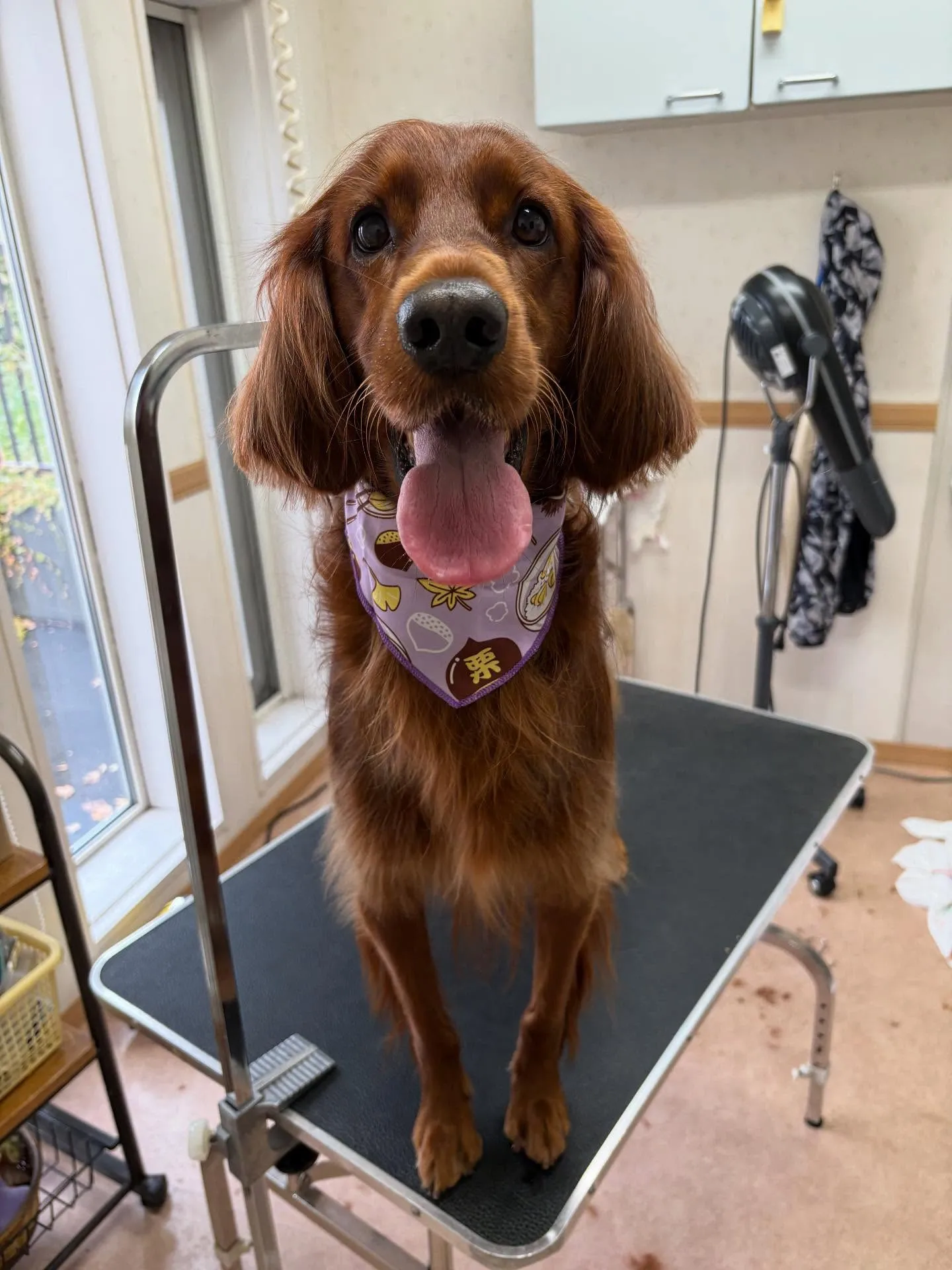 犬のトリミング✂️