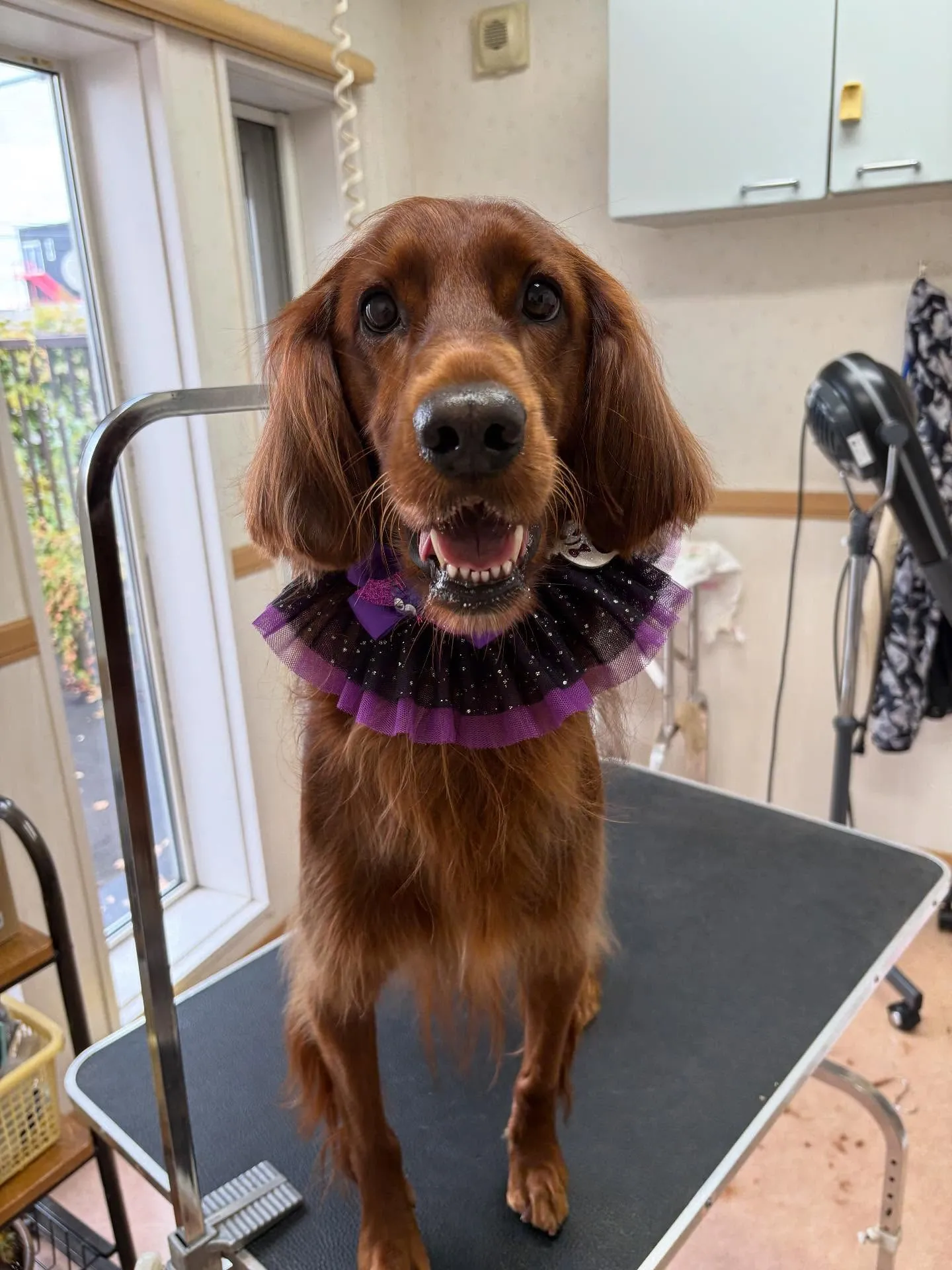 犬のトリミング✂️