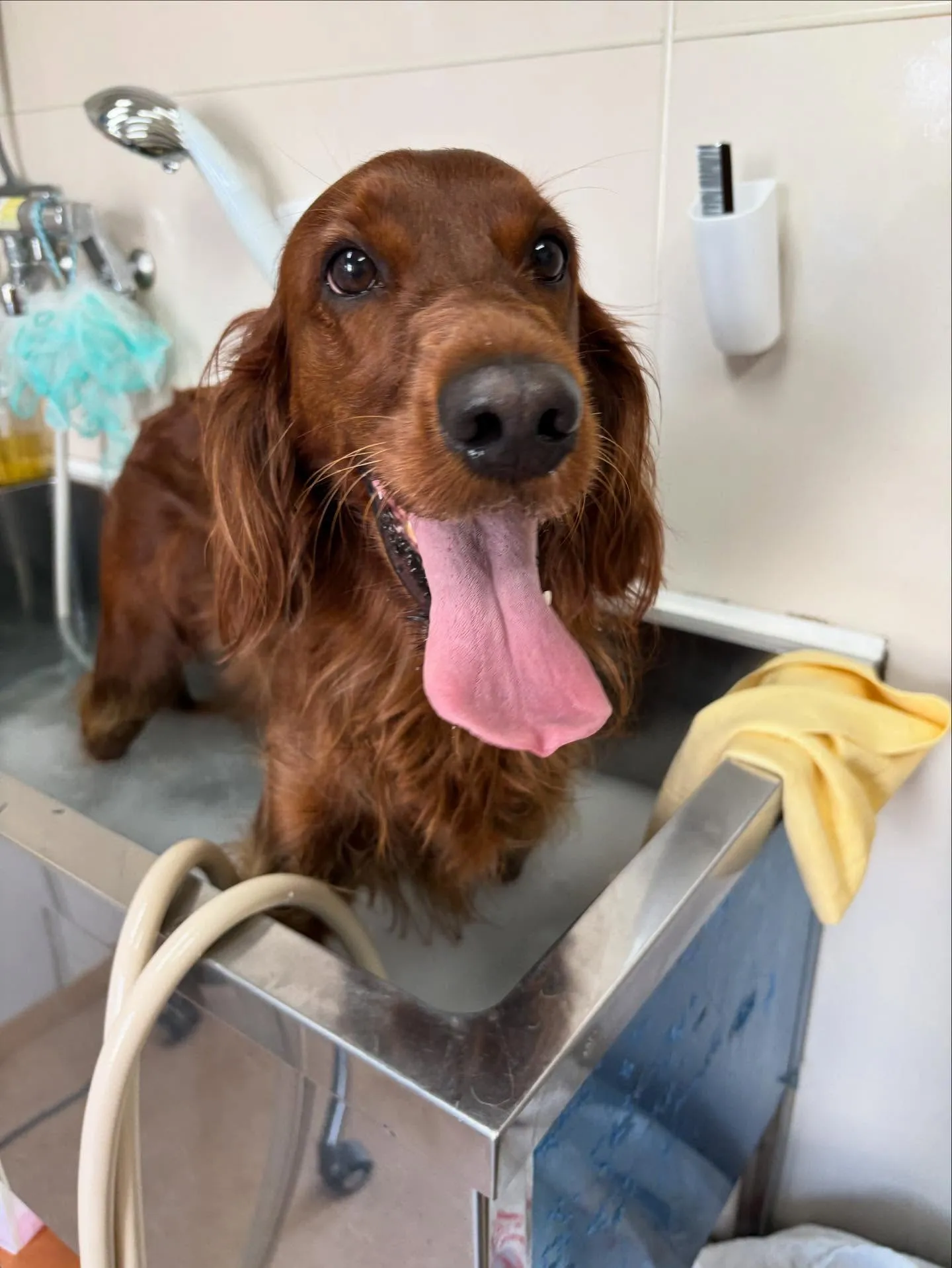 犬のトリミング✂️