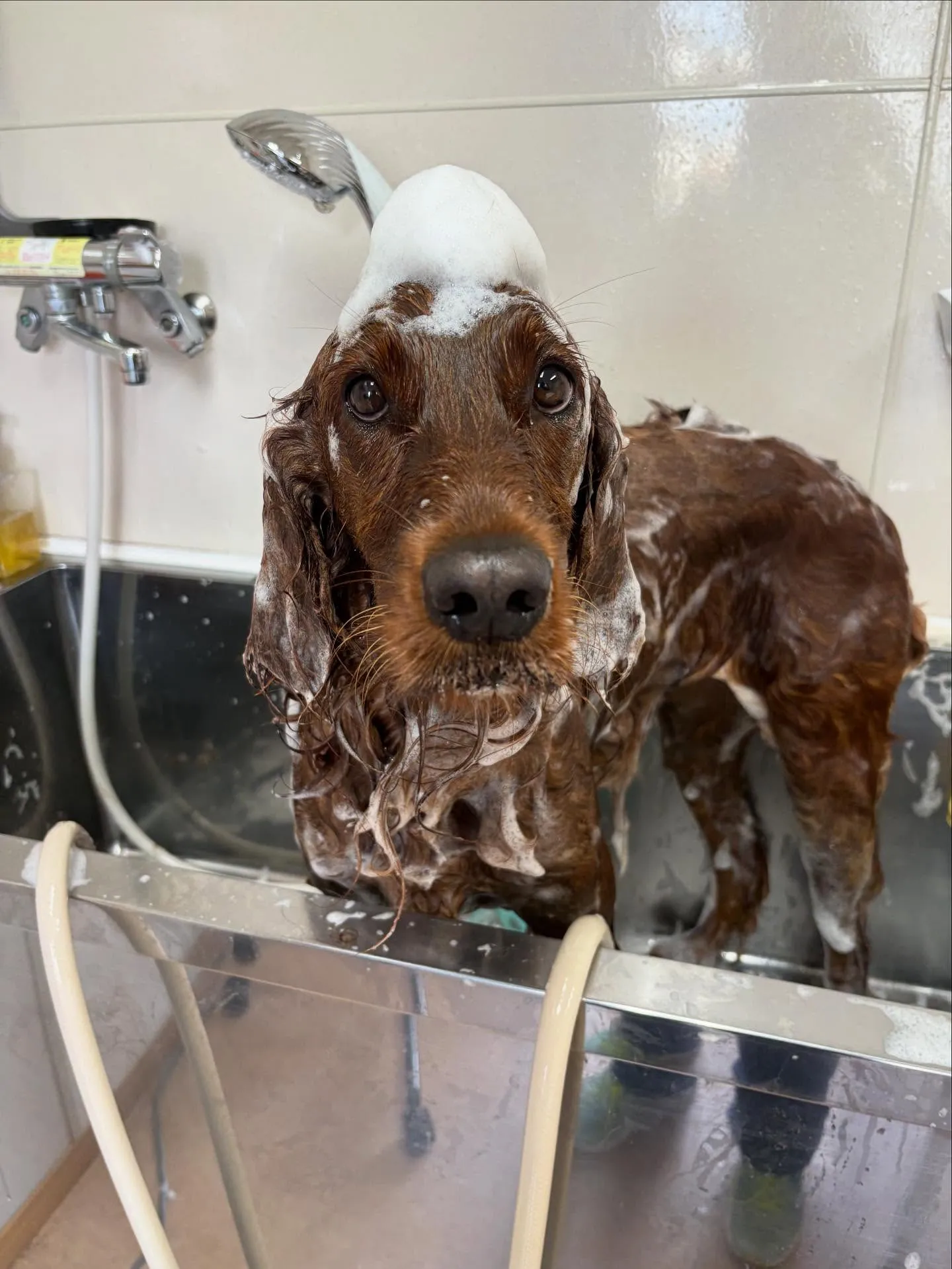 犬のトリミング✂️