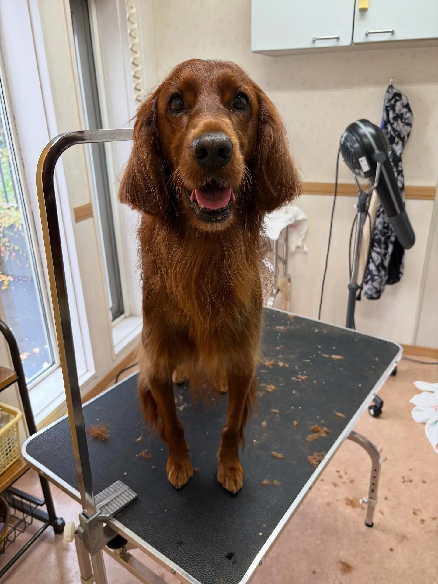 犬のトリミング✂️