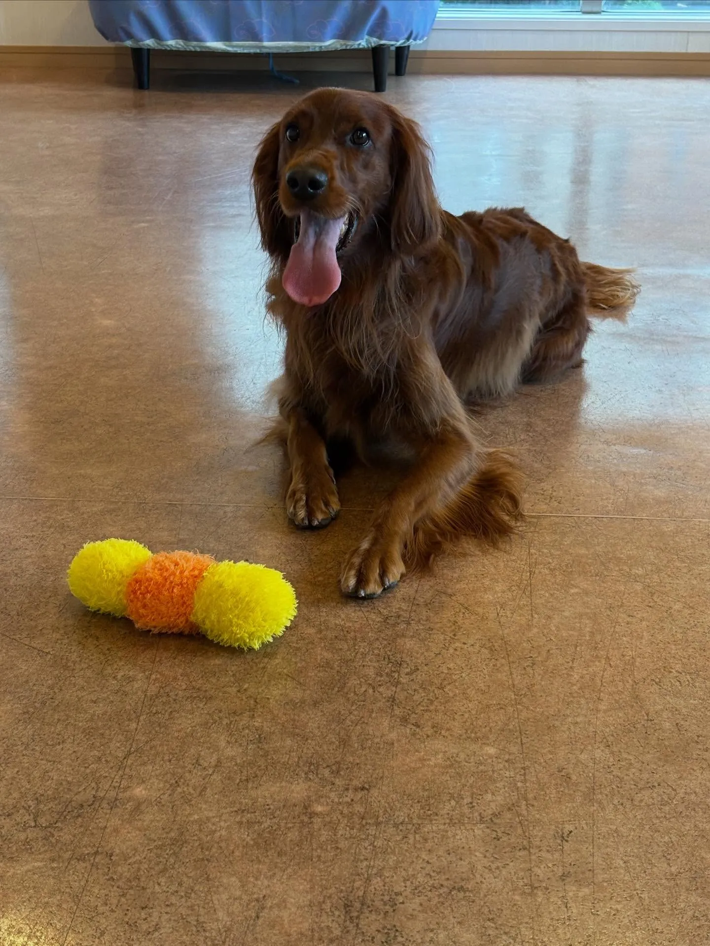 犬のトリミング✂️