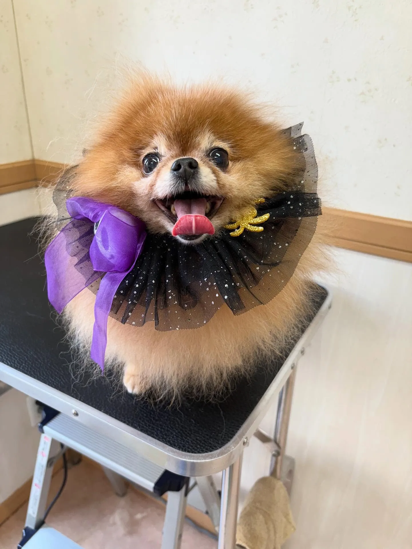 犬のシャンプー🫧