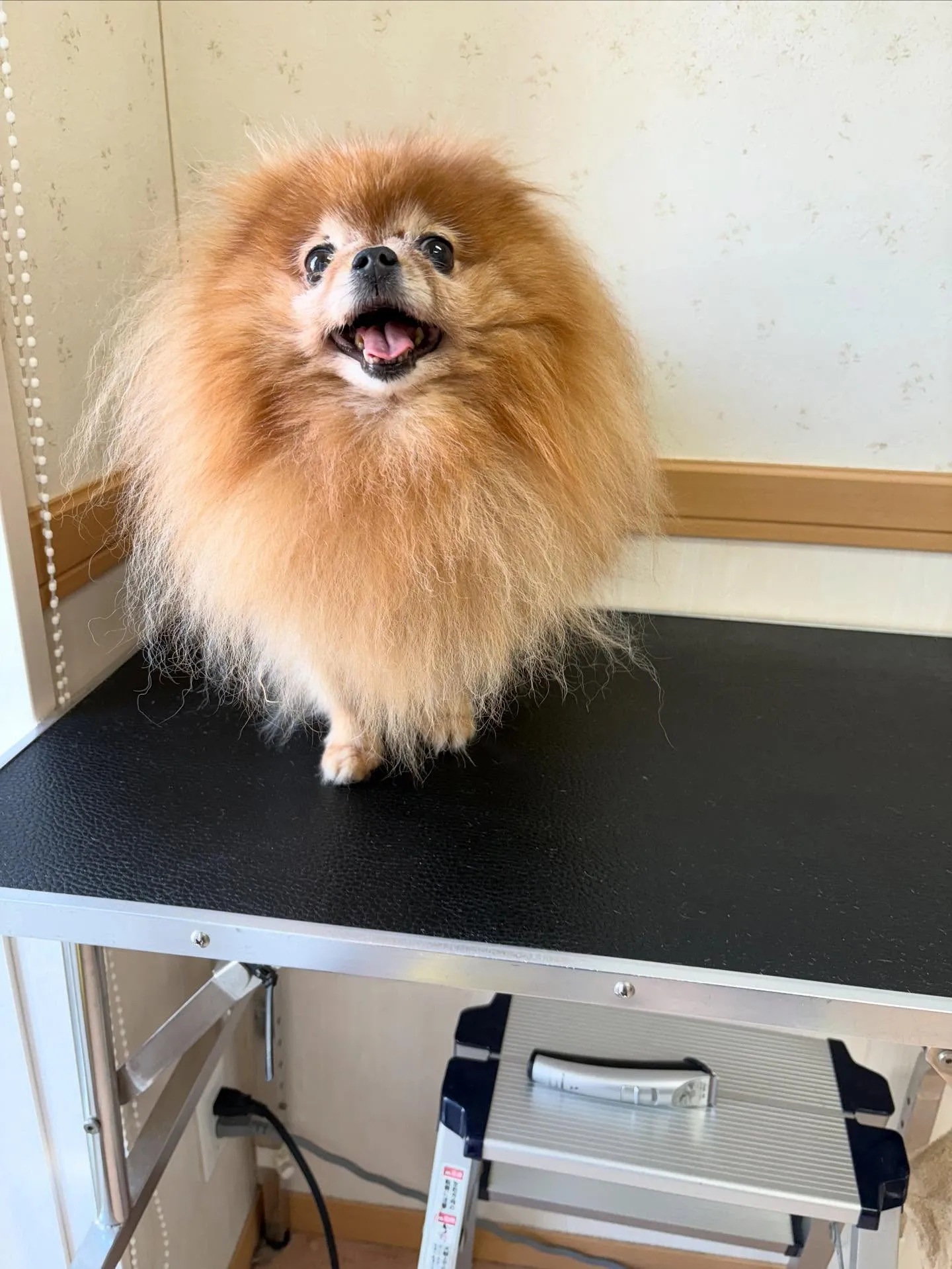 犬のシャンプー🫧