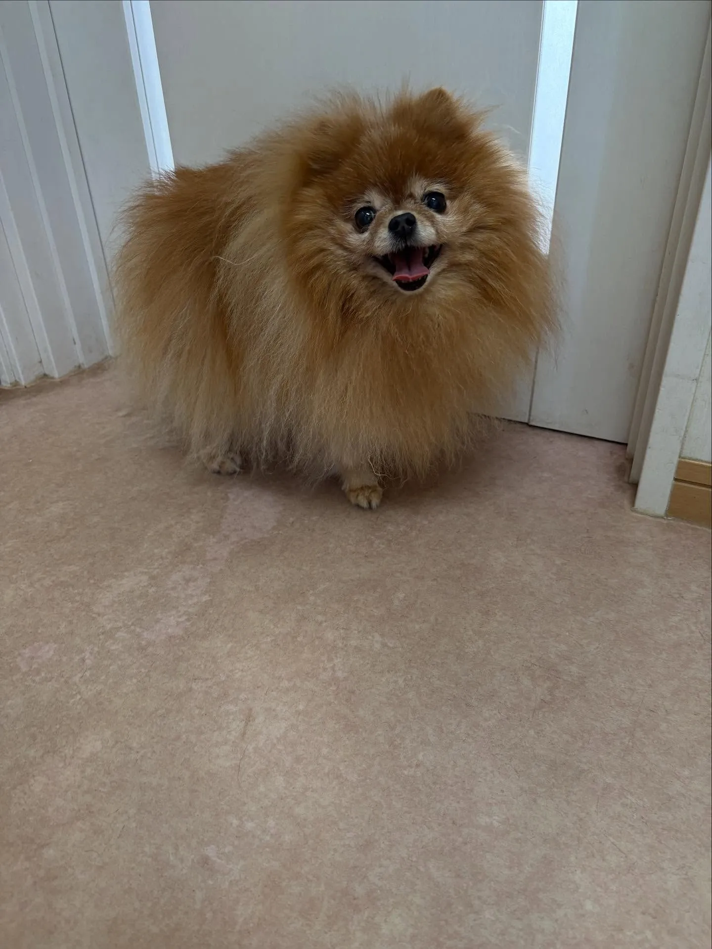 犬のシャンプー🫧