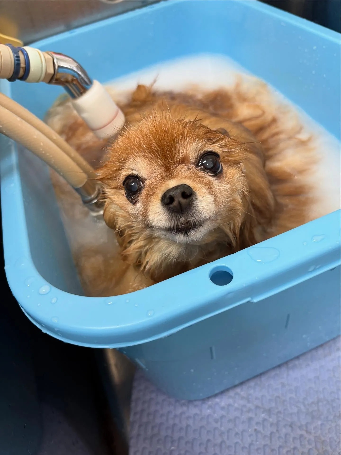 犬のシャンプー🫧