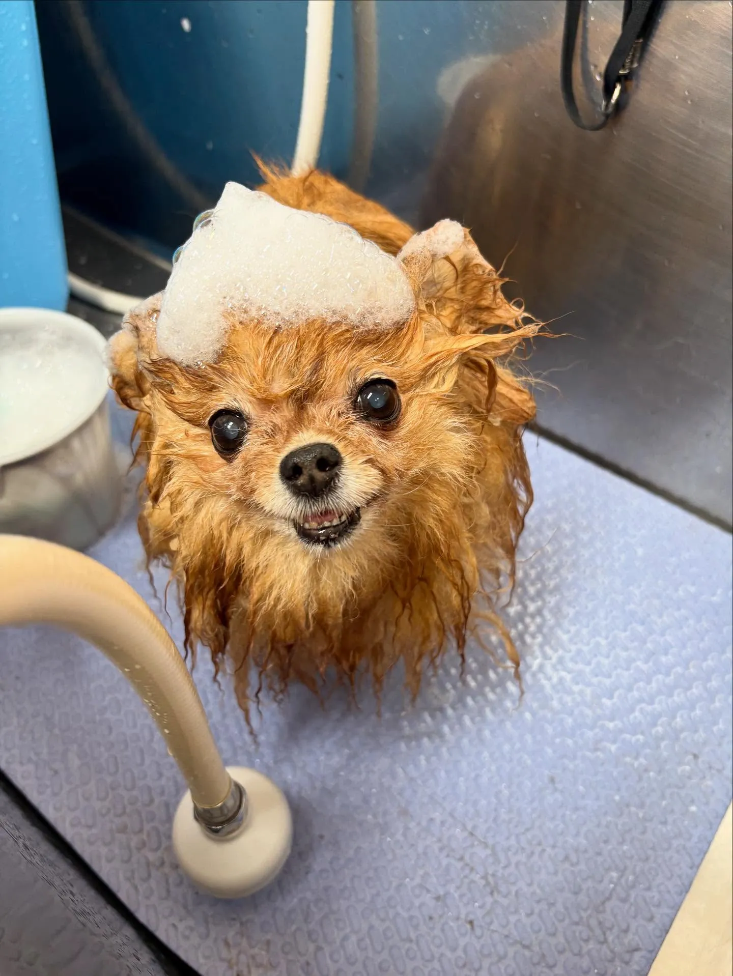 犬のシャンプー🫧