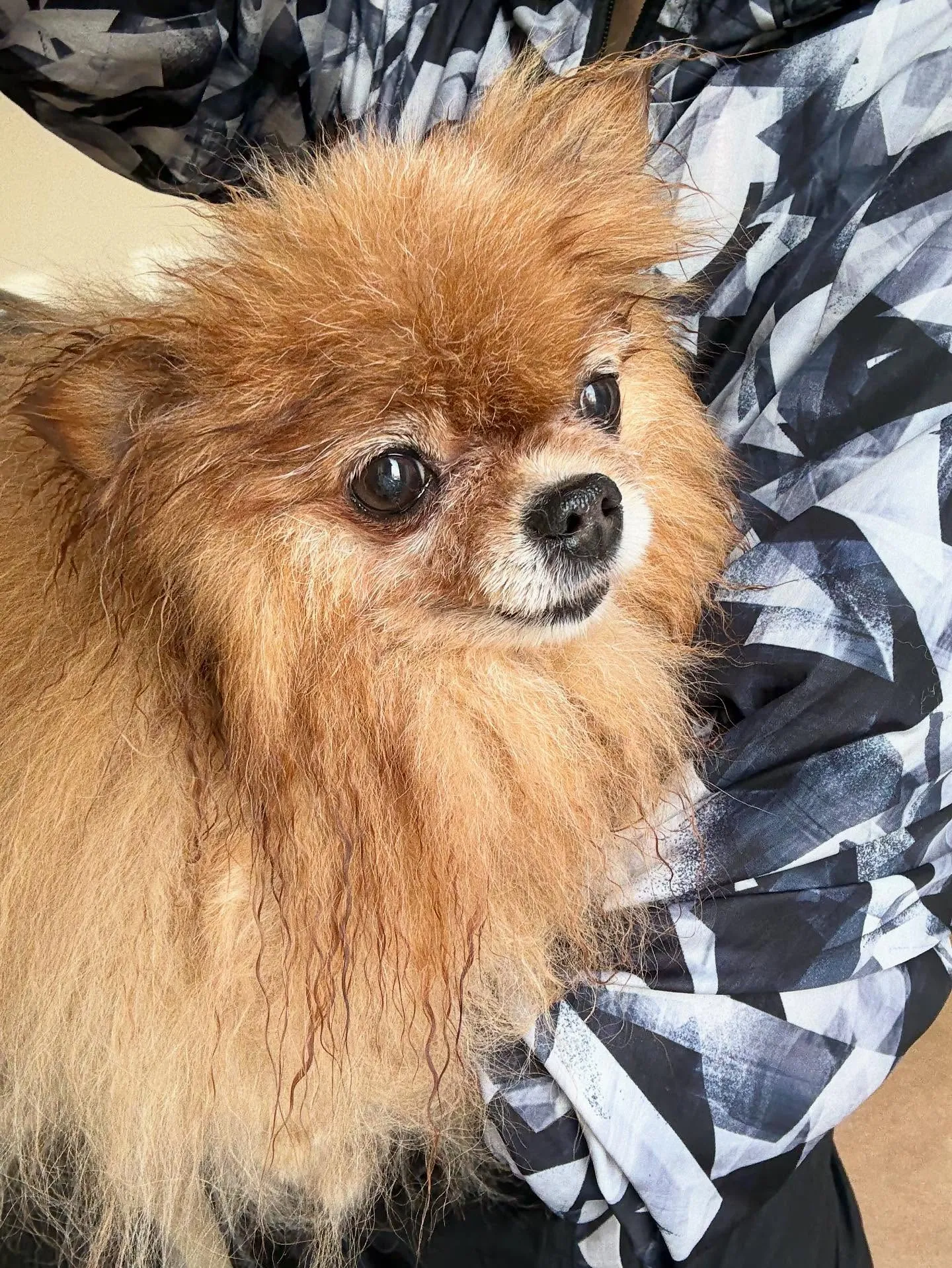 犬のシャンプー🫧