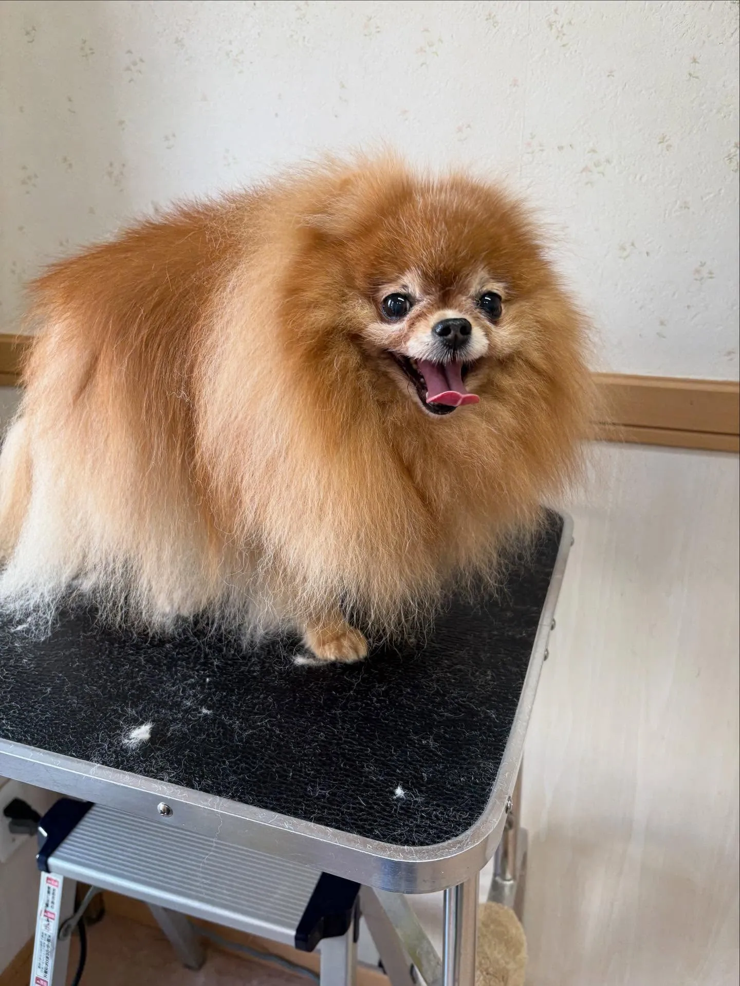 犬のシャンプー🫧