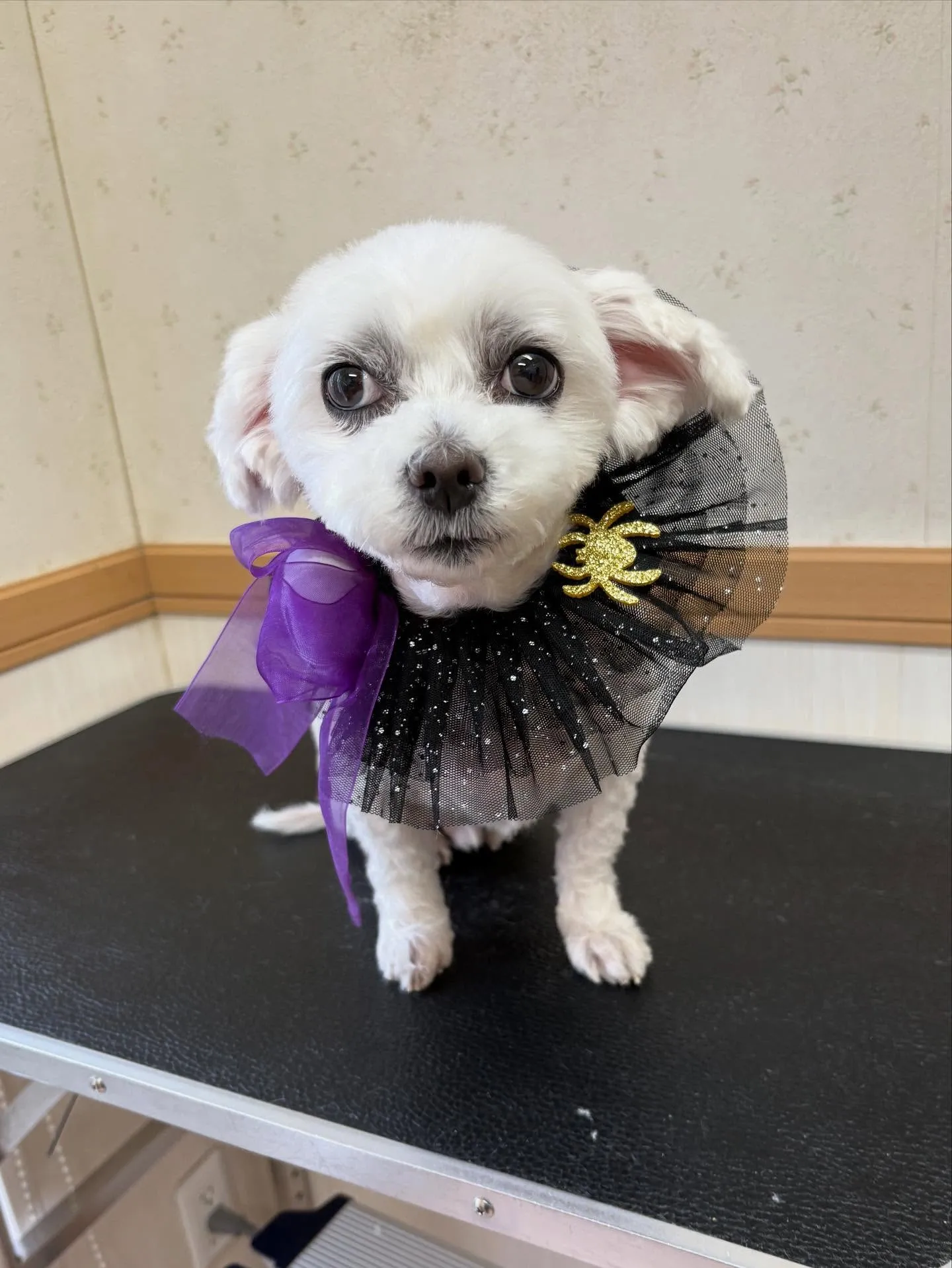 犬のトリミング✂️