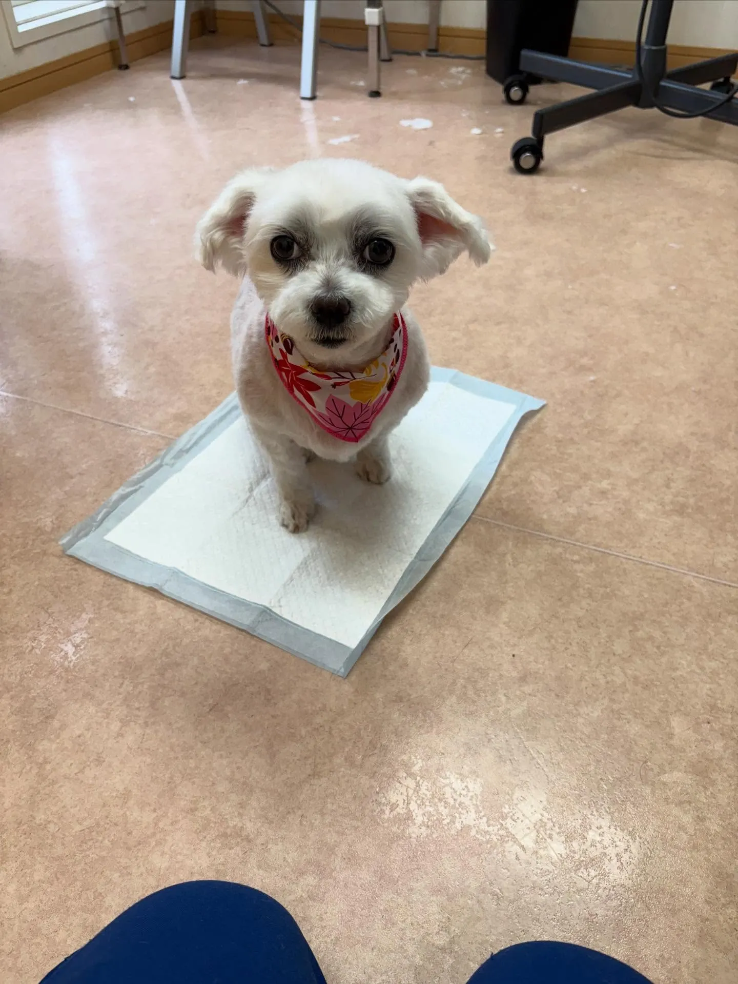 犬のトリミング✂️