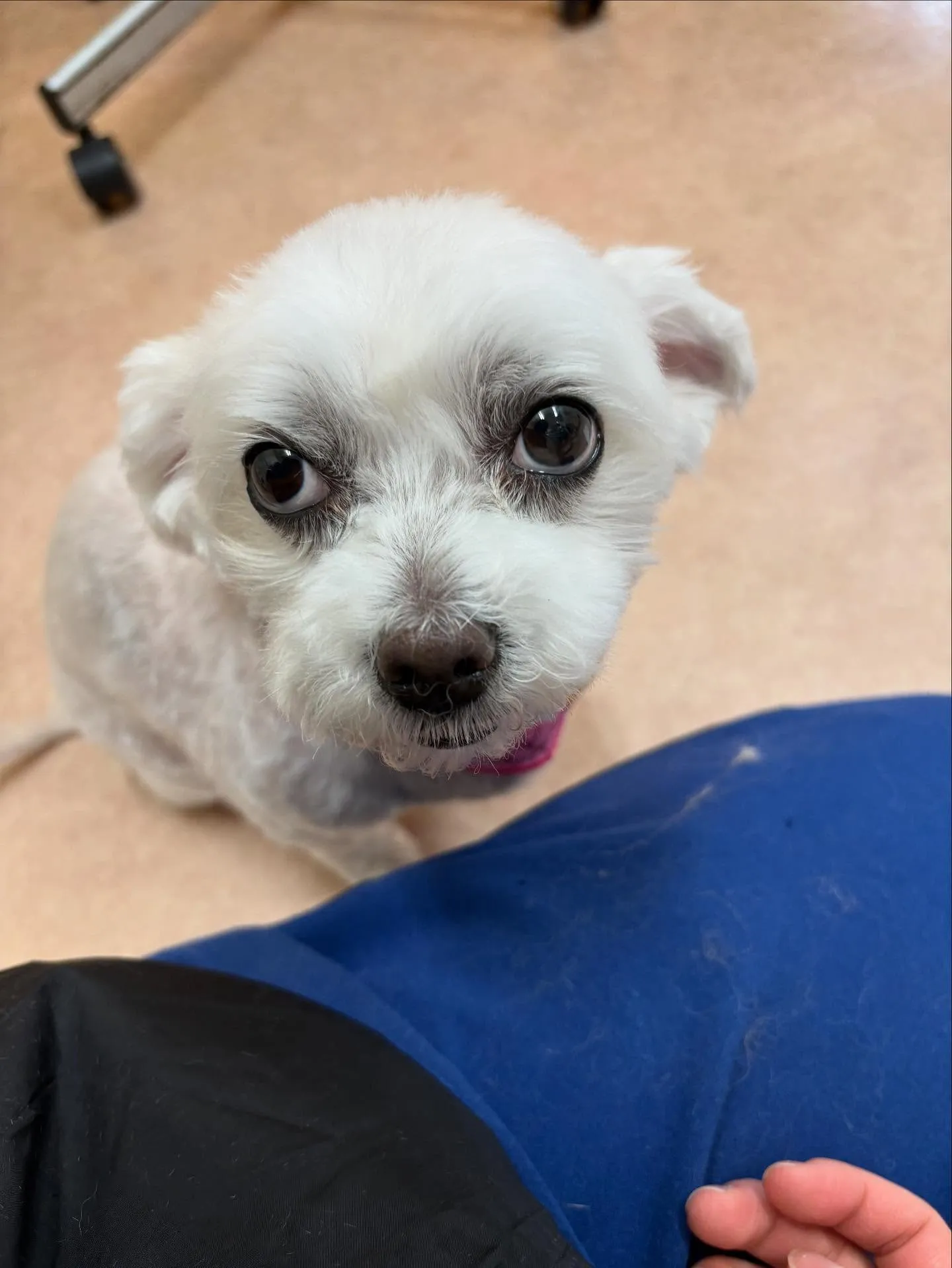 犬のトリミング✂️