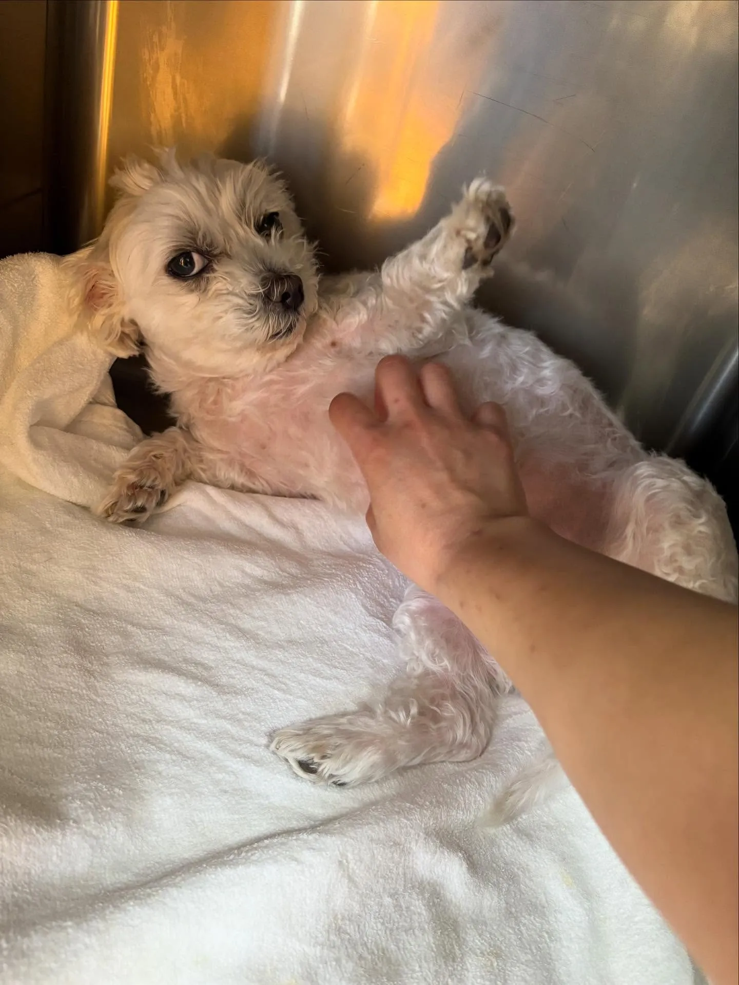 犬のトリミング✂️