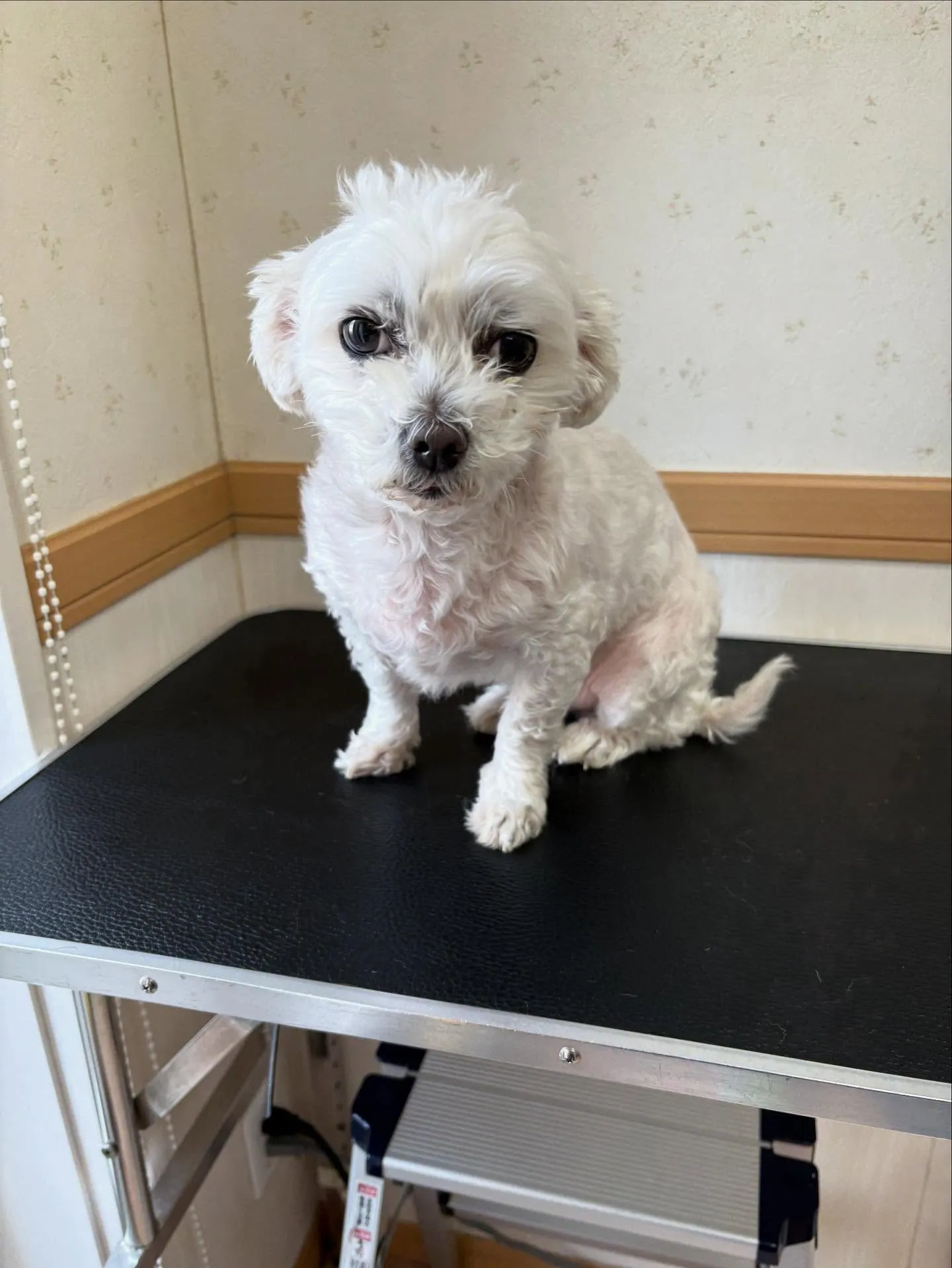 犬のトリミング✂️