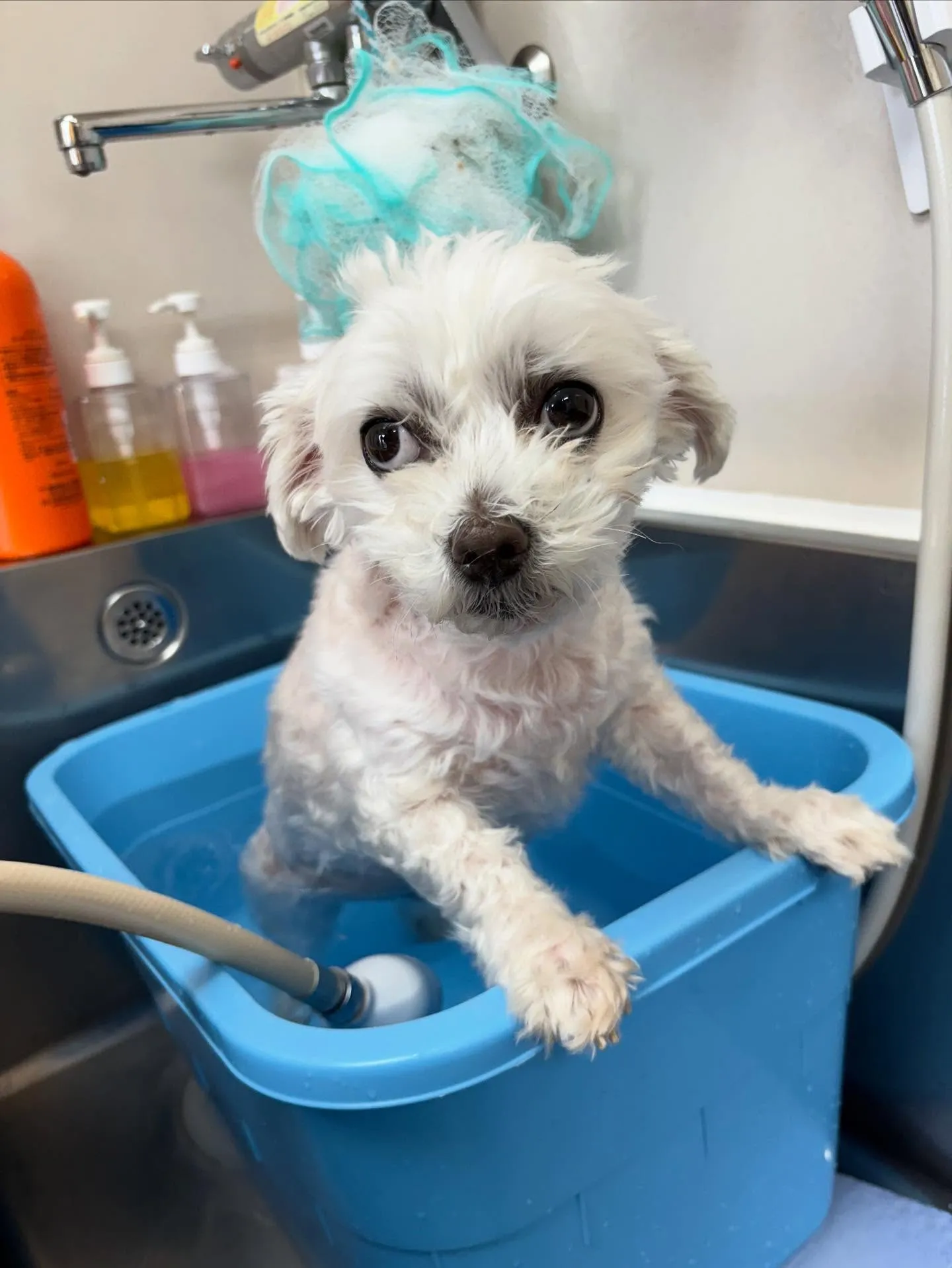 犬のトリミング✂️