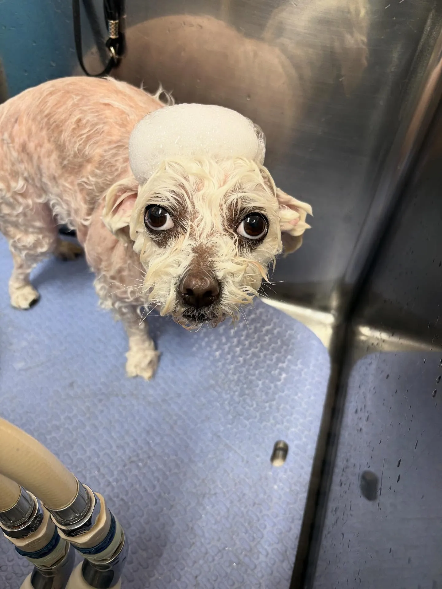 犬のトリミング✂️