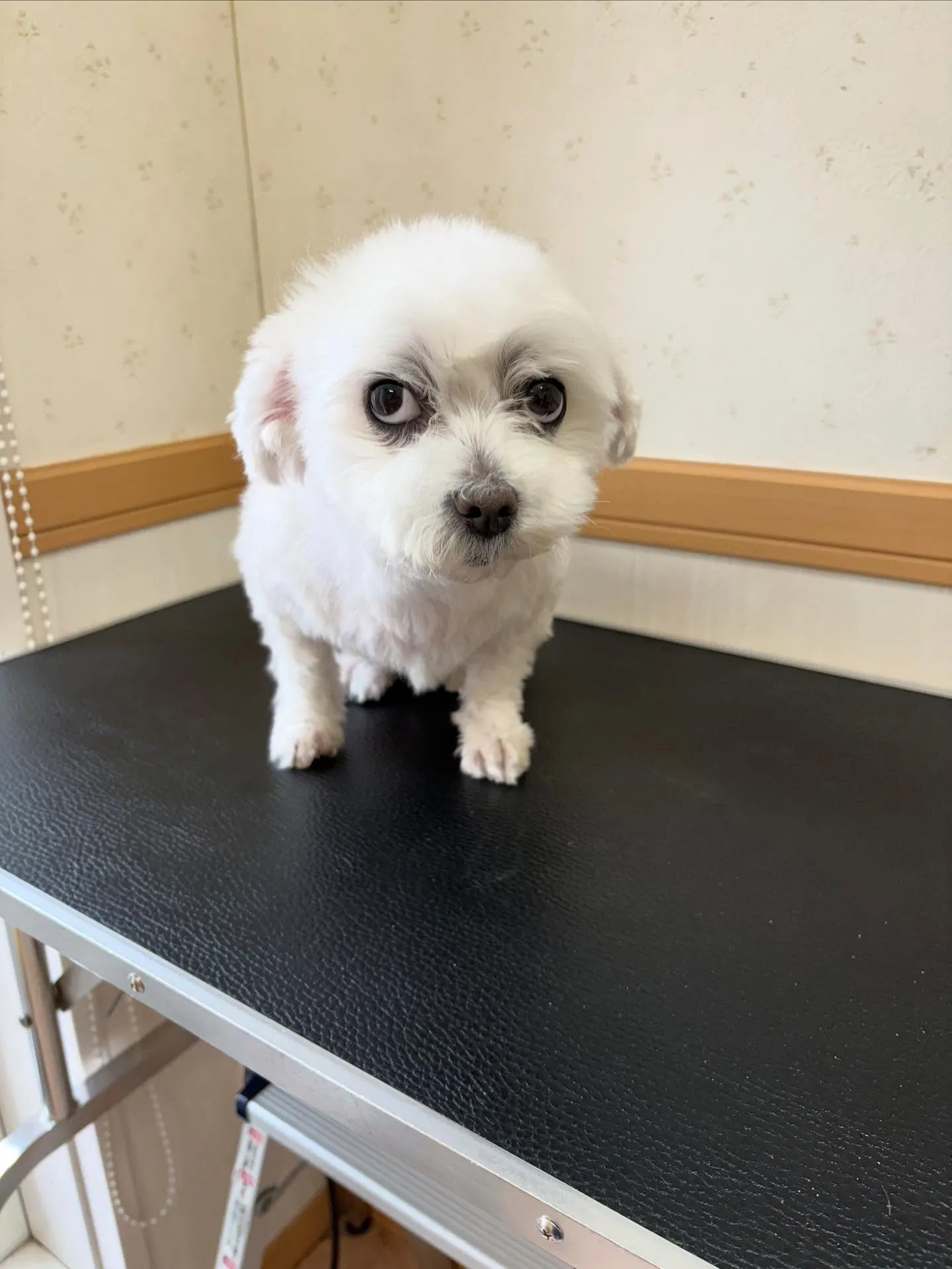 犬のトリミング✂️