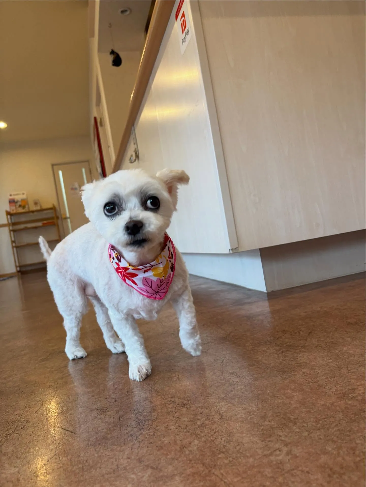 犬のトリミング✂️