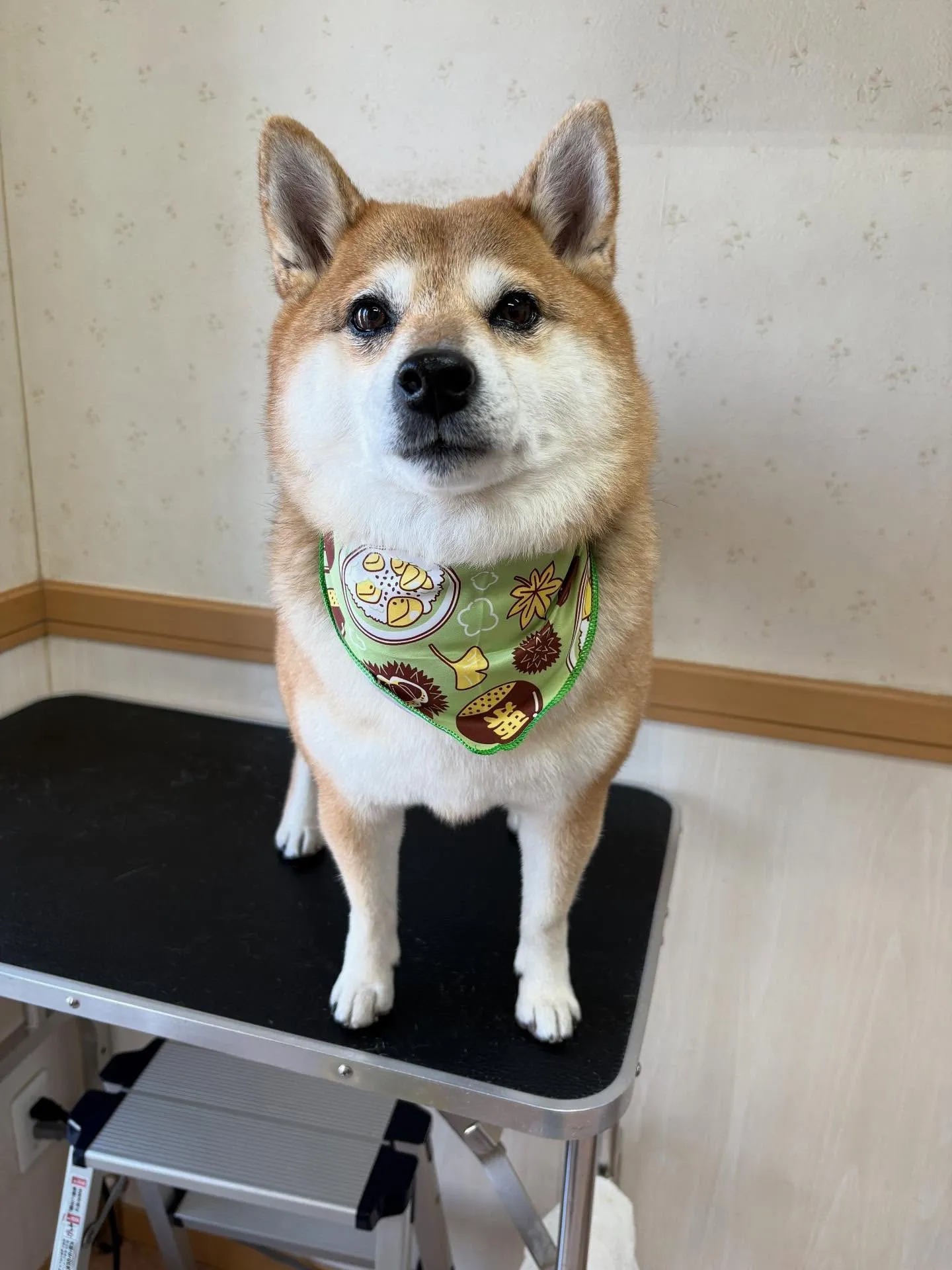 犬のシャンプー🫧