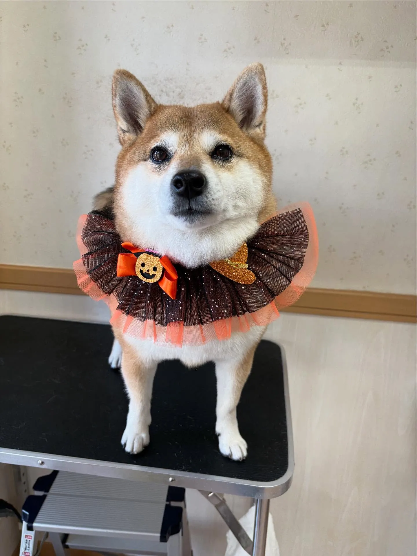 犬のシャンプー🫧