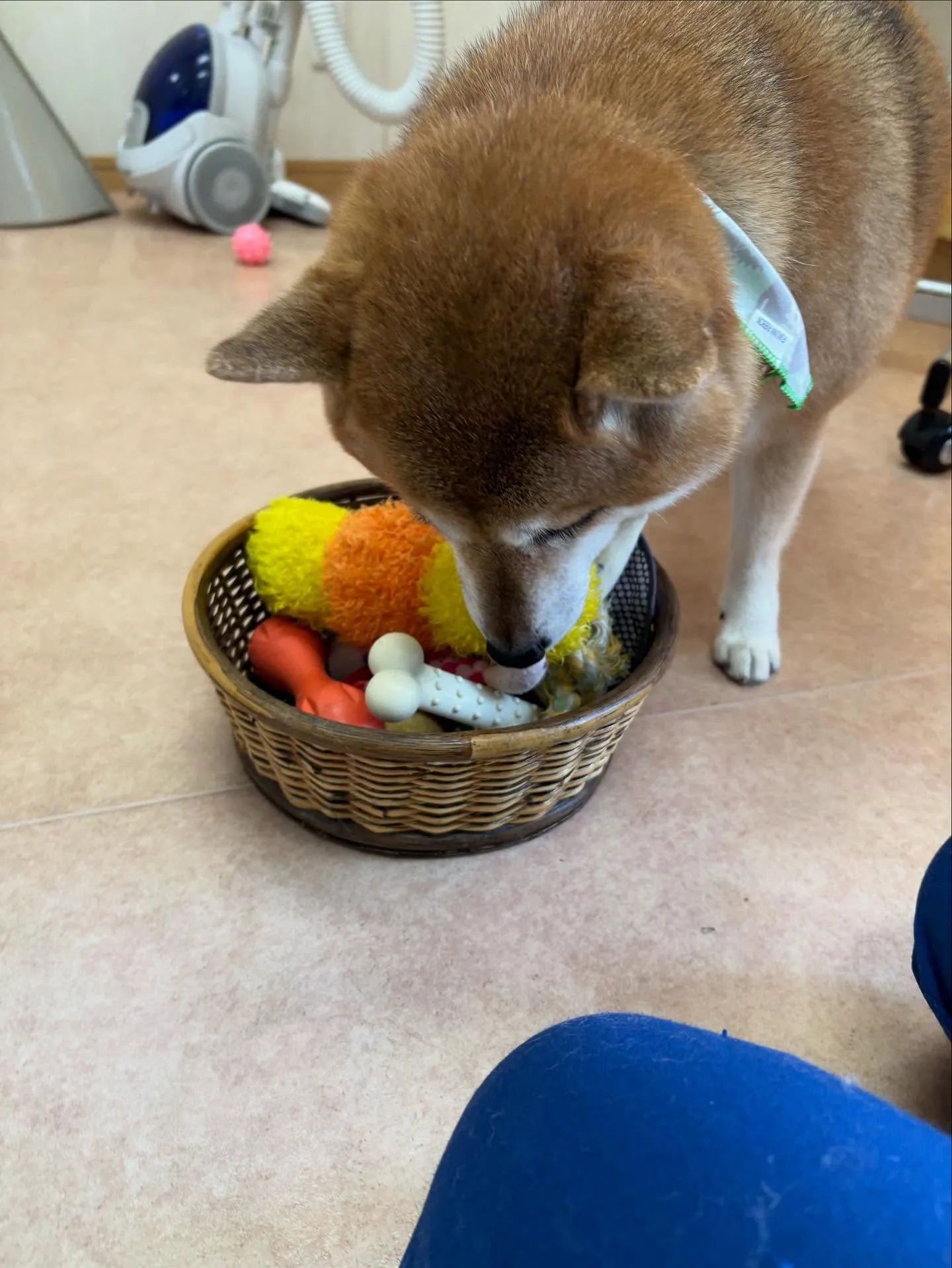 犬のシャンプー🫧