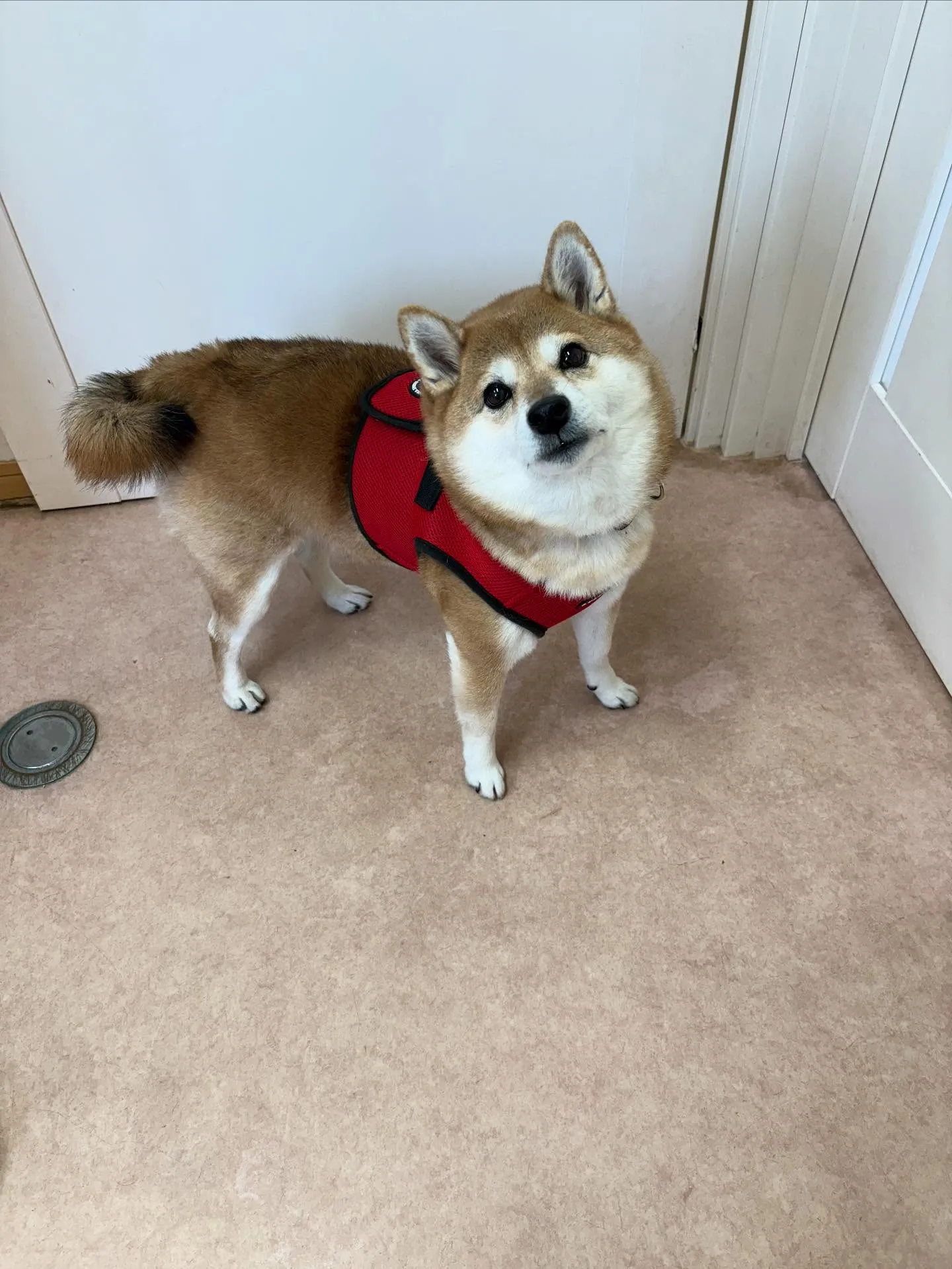 犬のシャンプー🫧