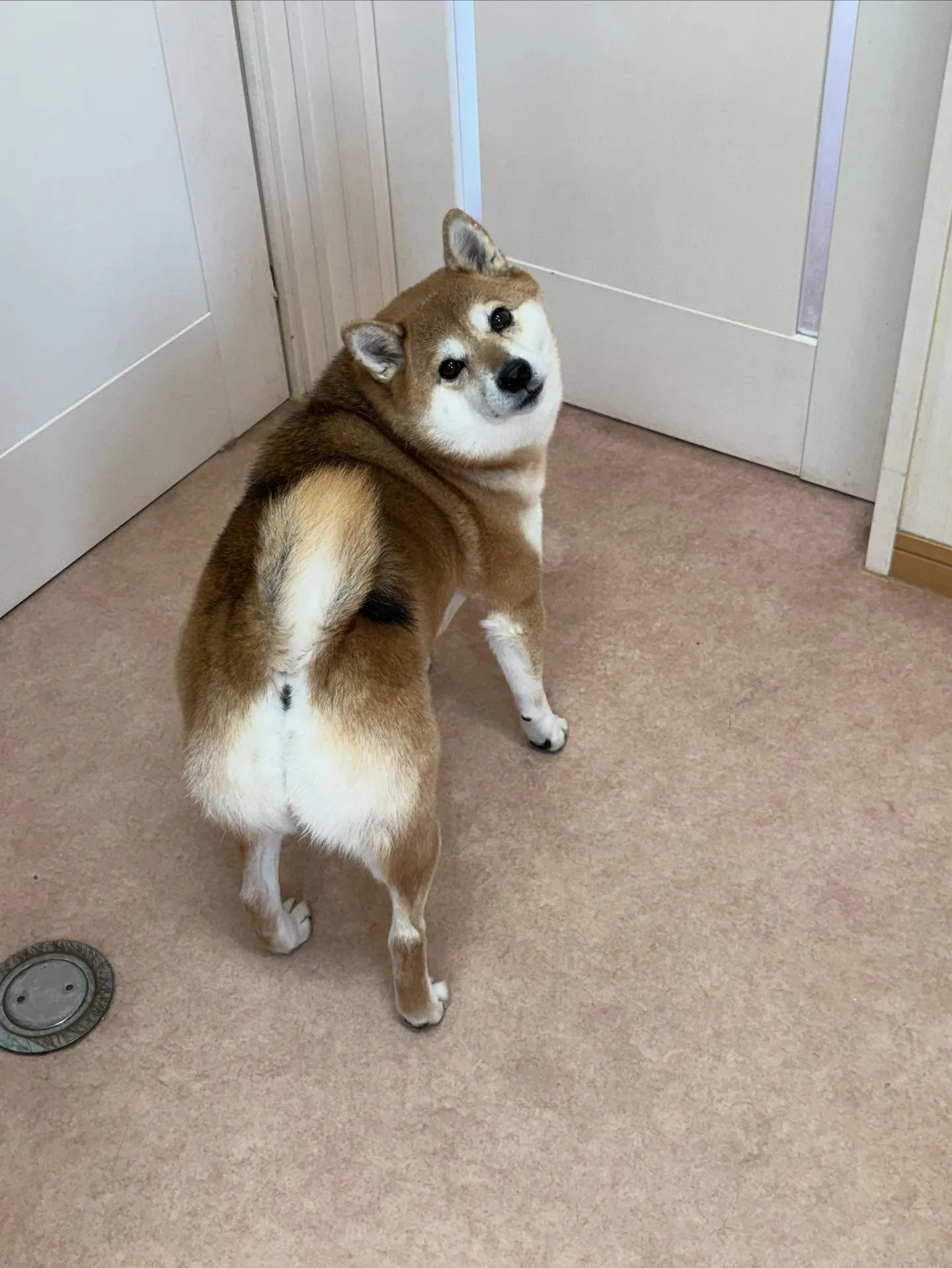 犬のシャンプー🫧