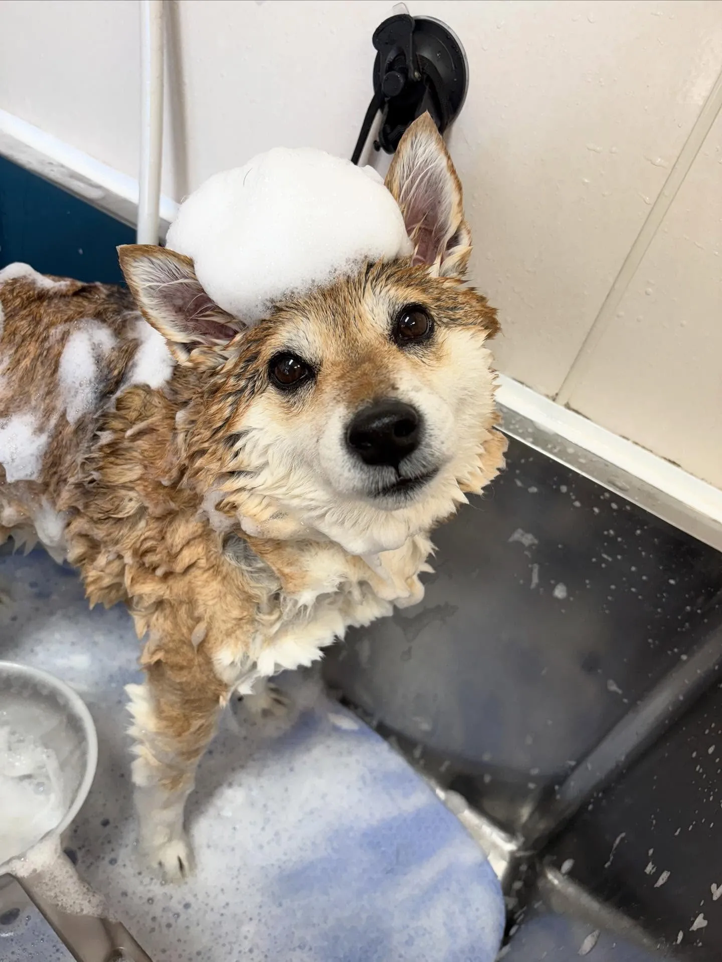 犬のシャンプー🫧