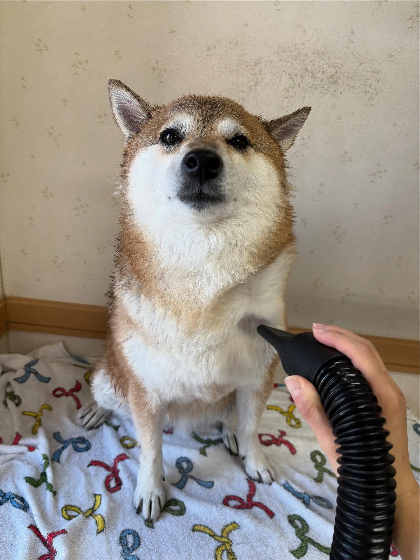 犬のシャンプー🫧