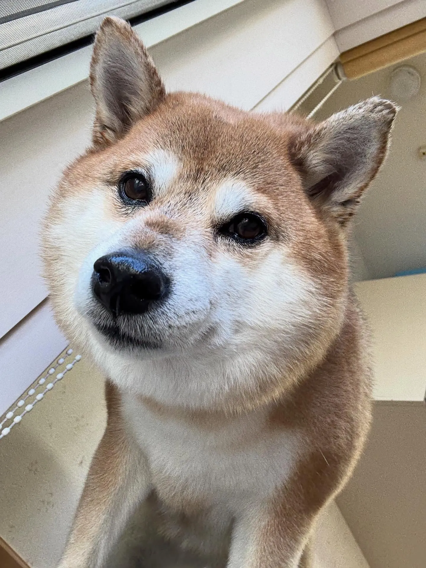 犬のシャンプー🫧