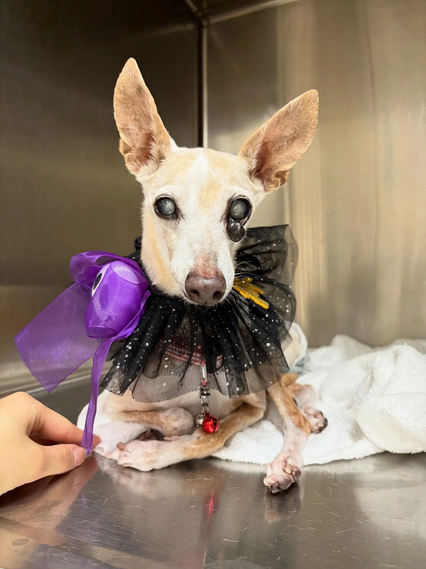 犬のシャンプー🫧