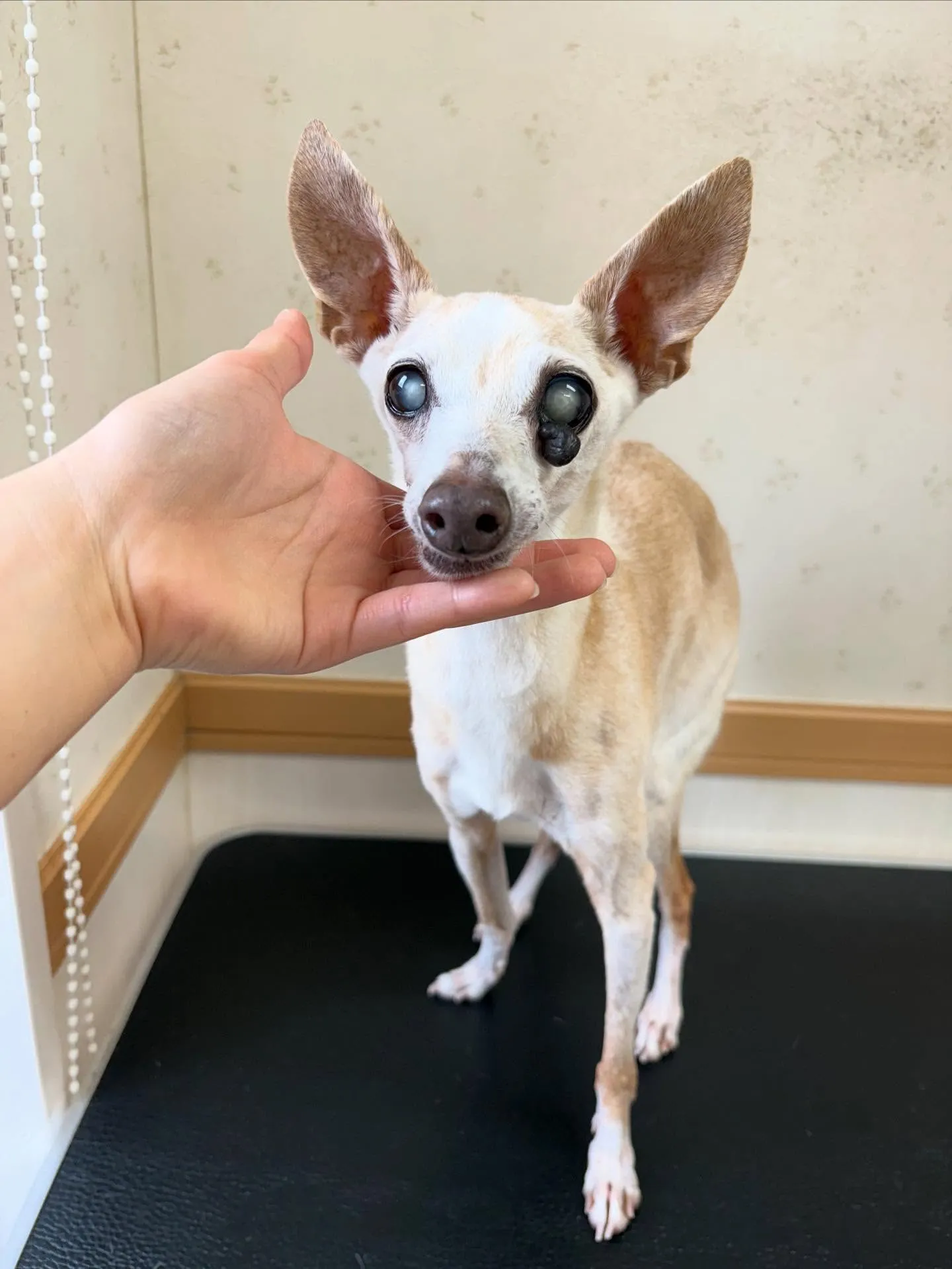 犬のシャンプー🫧