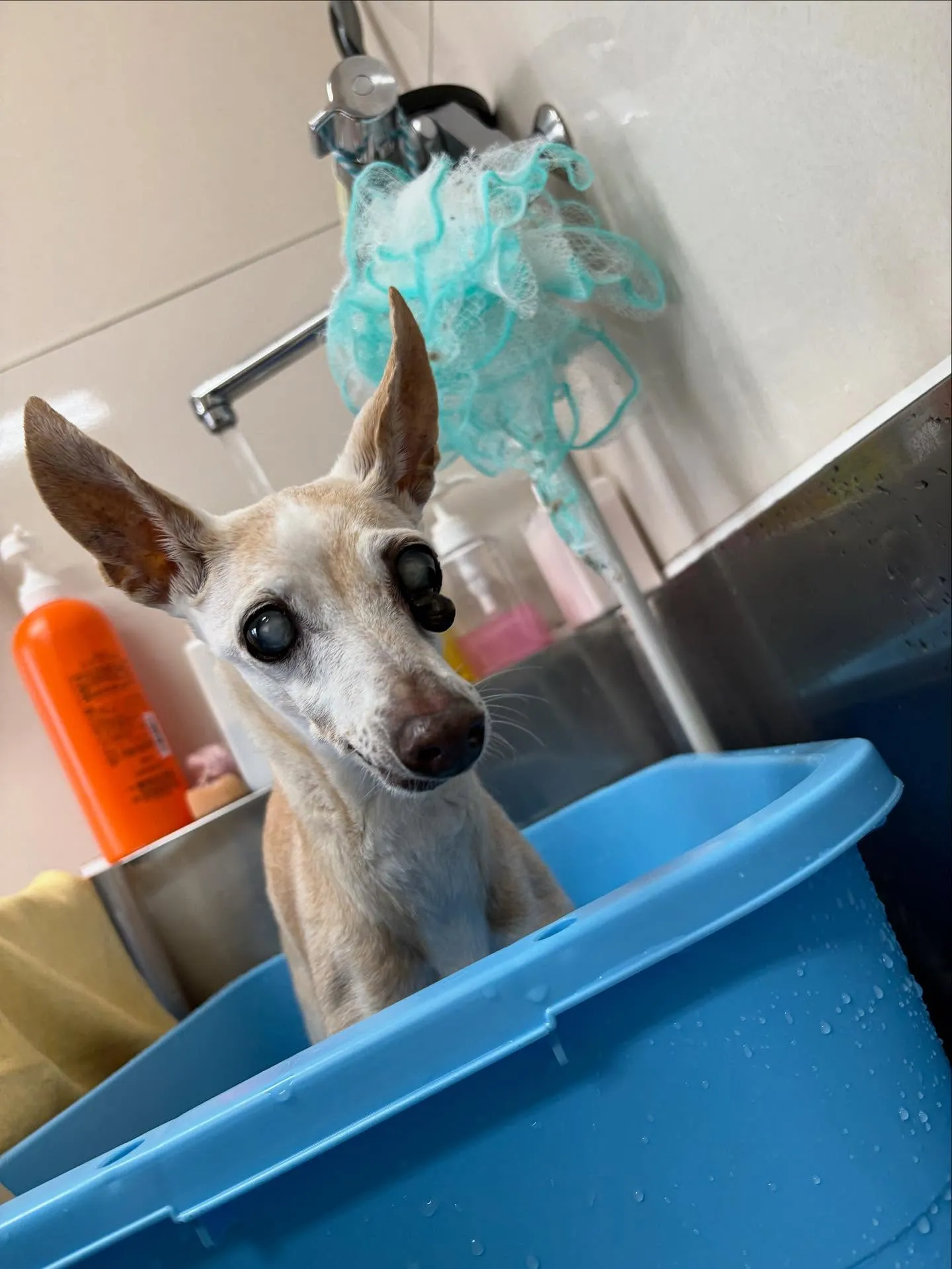 犬のシャンプー🫧