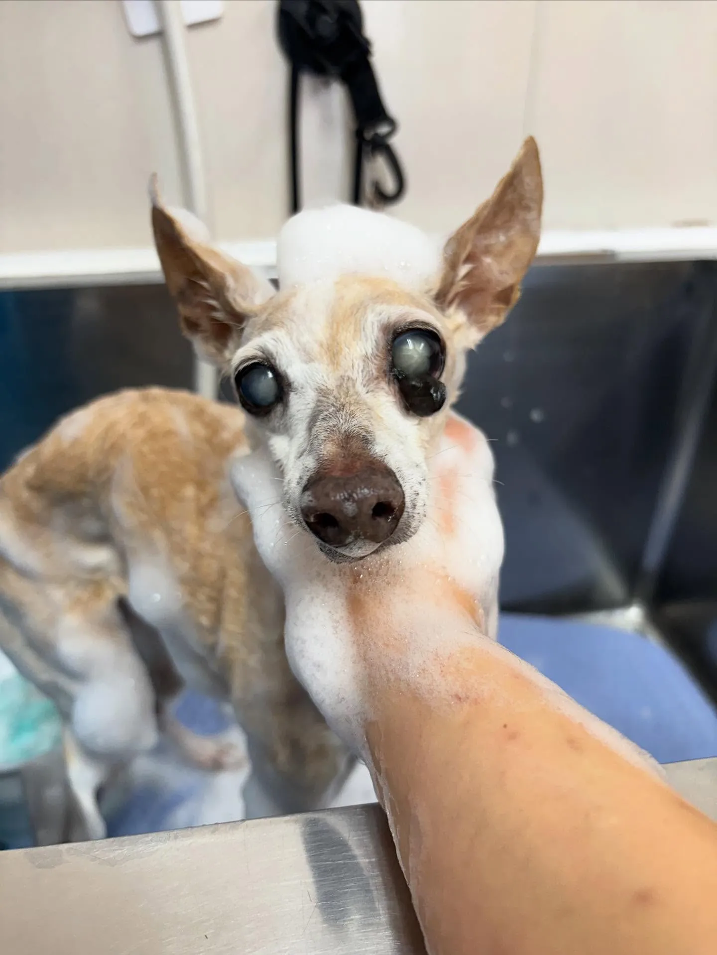 犬のシャンプー🫧