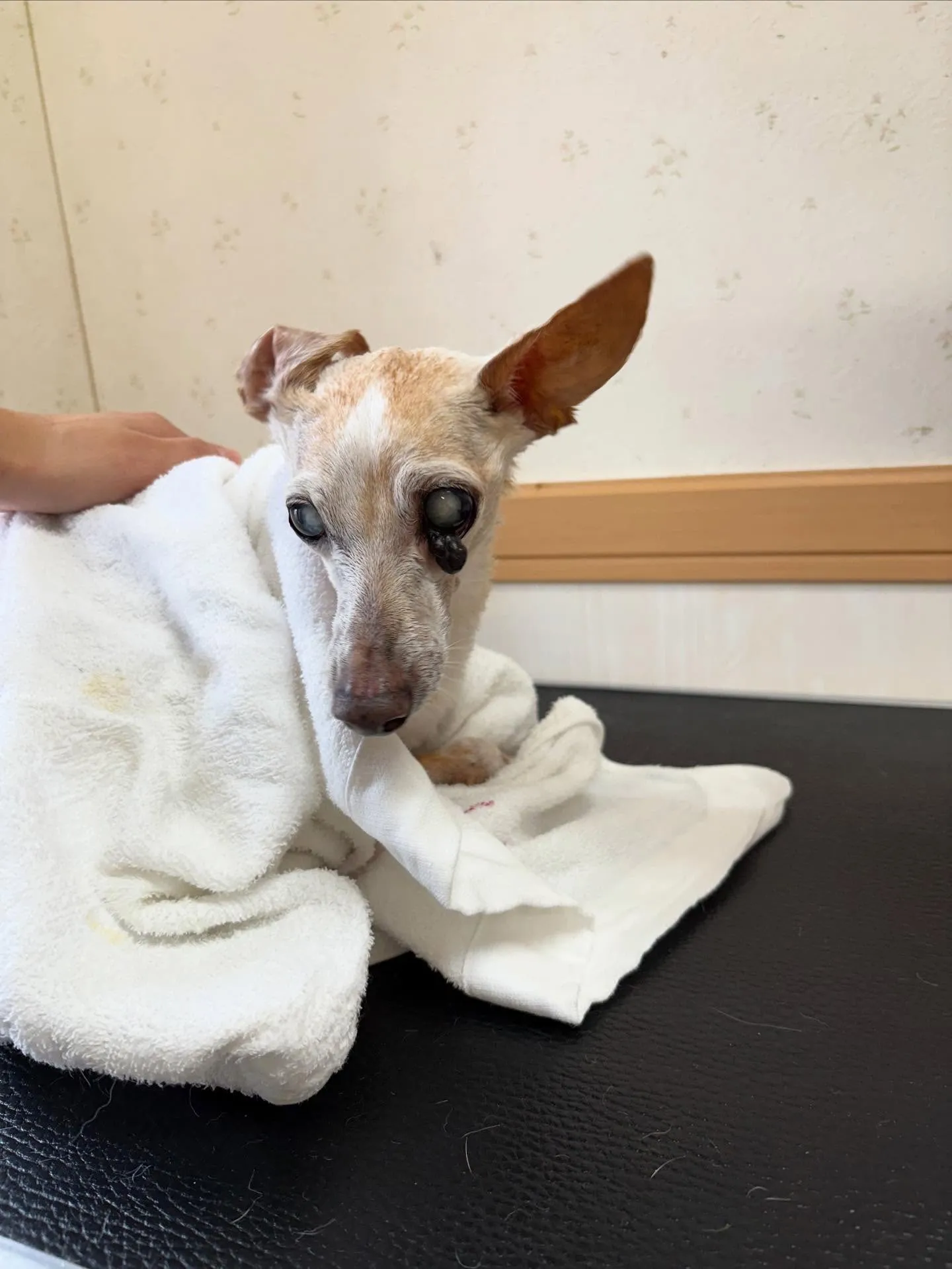 犬のシャンプー🫧